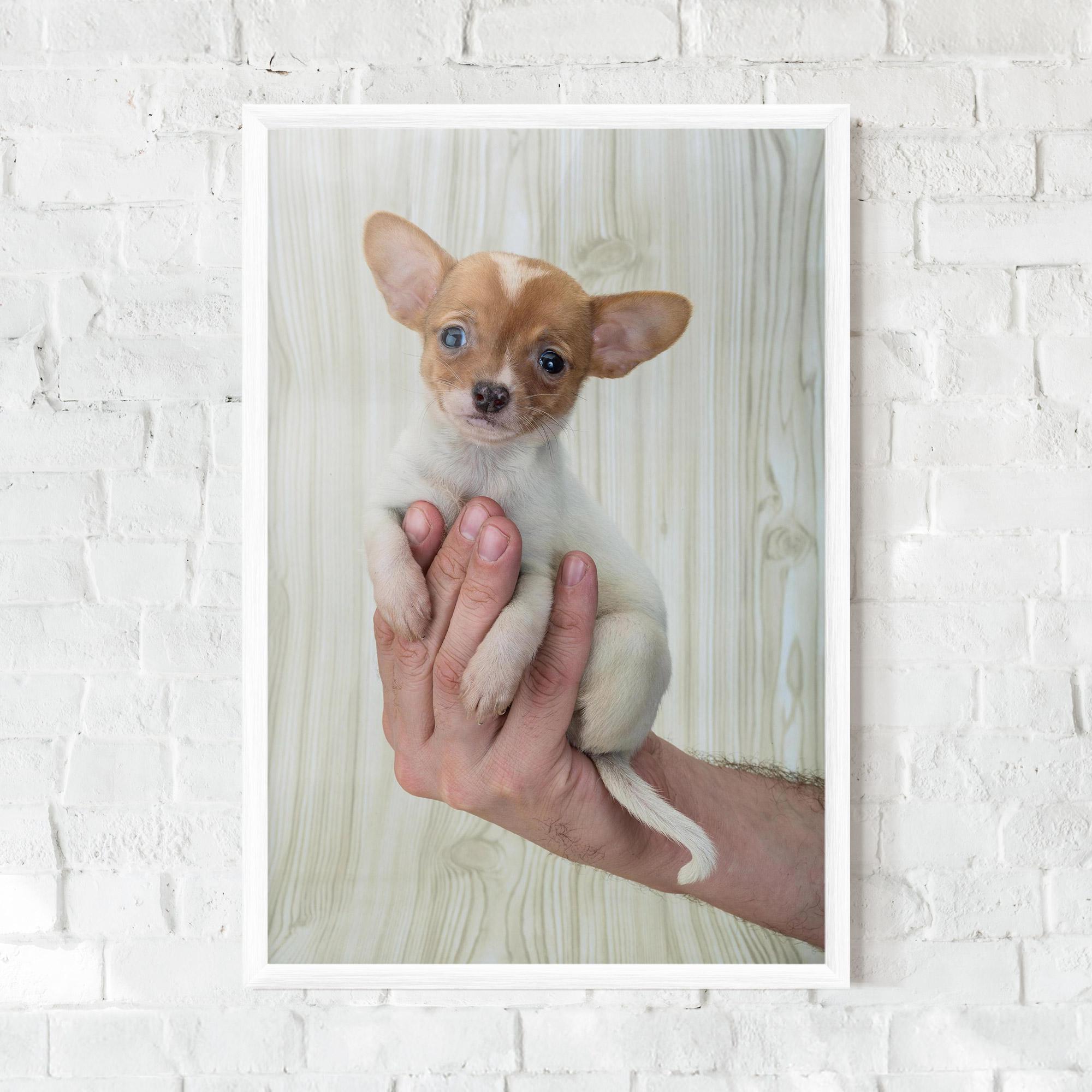 Plakat w Ramie Holding Chihuahua mockup 0