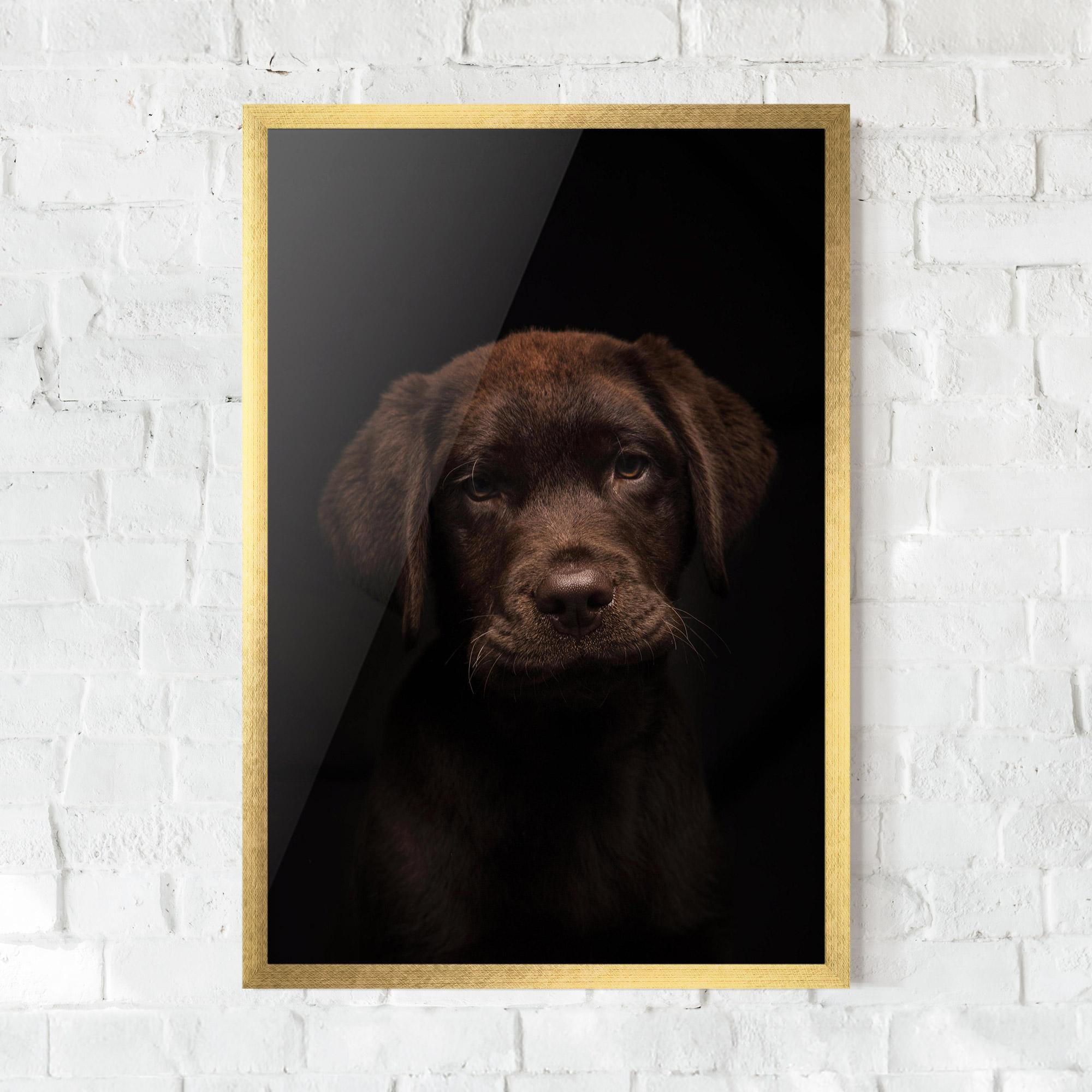 Plakat w Ramie Chocolate Labrador mockup 0