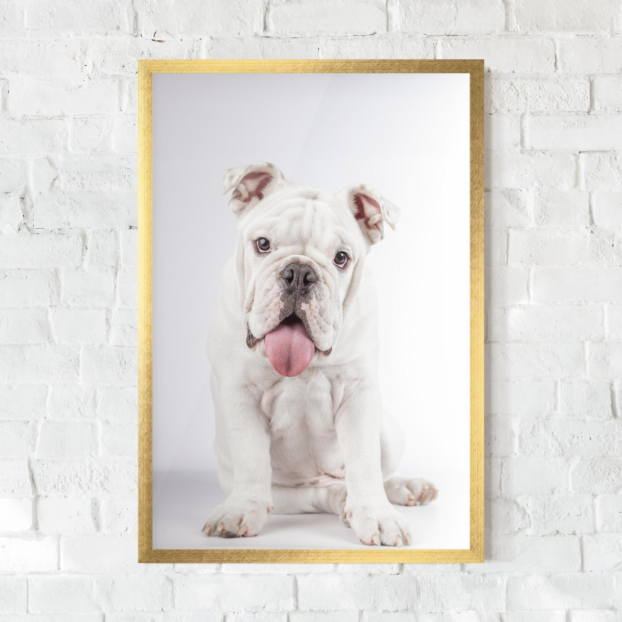 Plakat w Ramie English Bulldog mockup 0