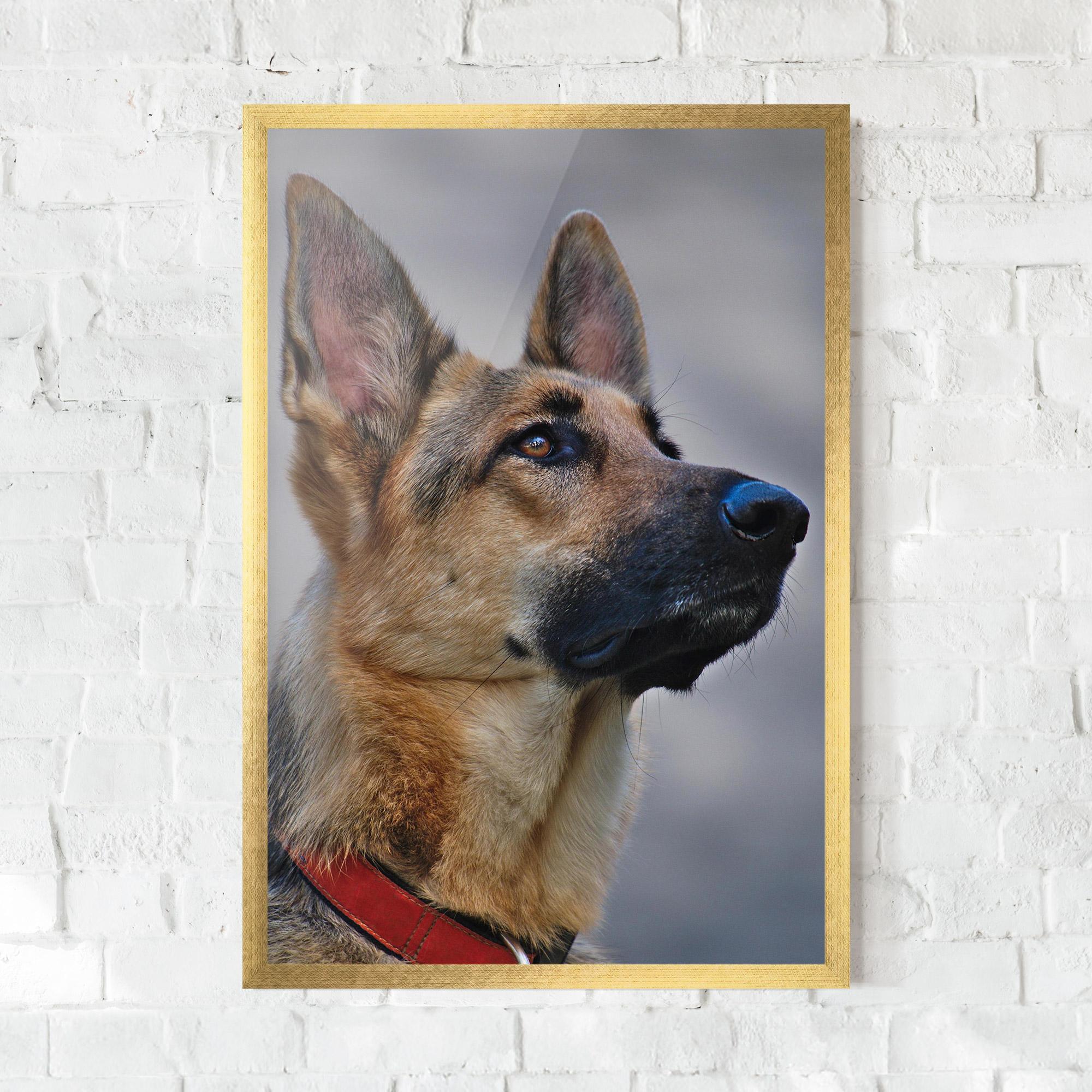 Plakat w Ramie German Shepherd mockup 0