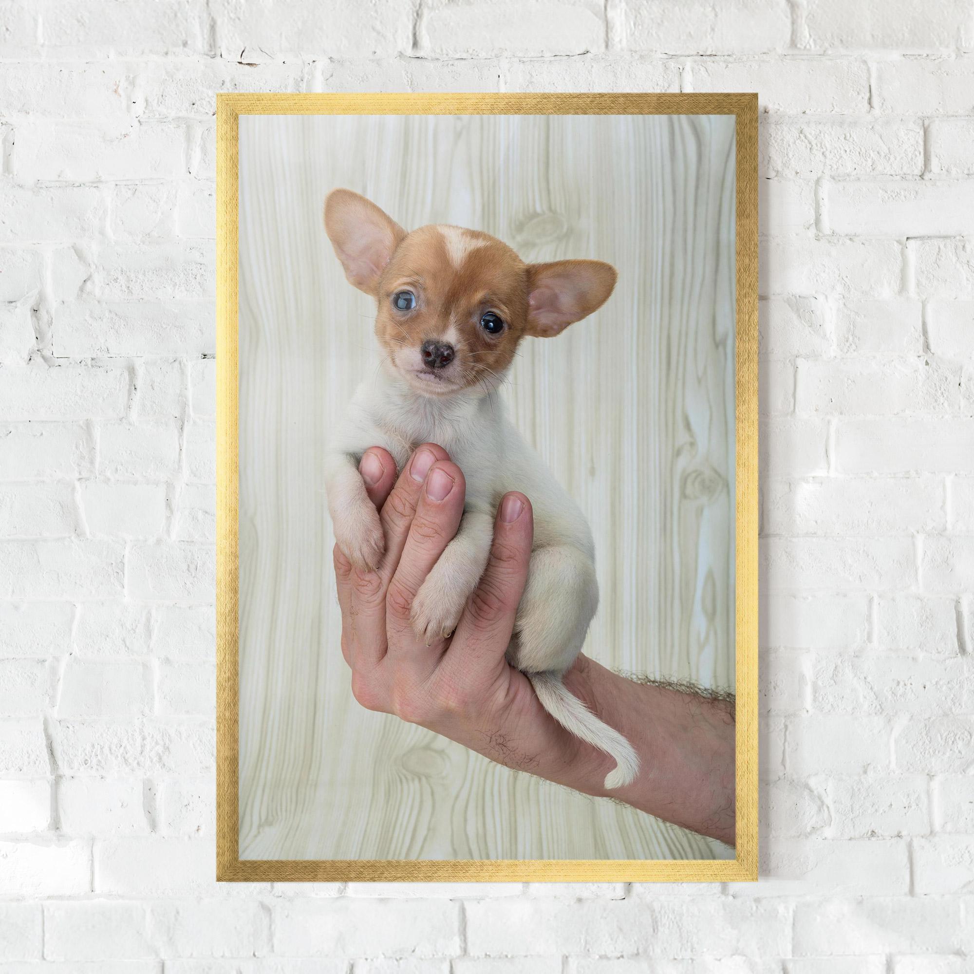 Plakat w Ramie Holding Chihuahua mockup 0