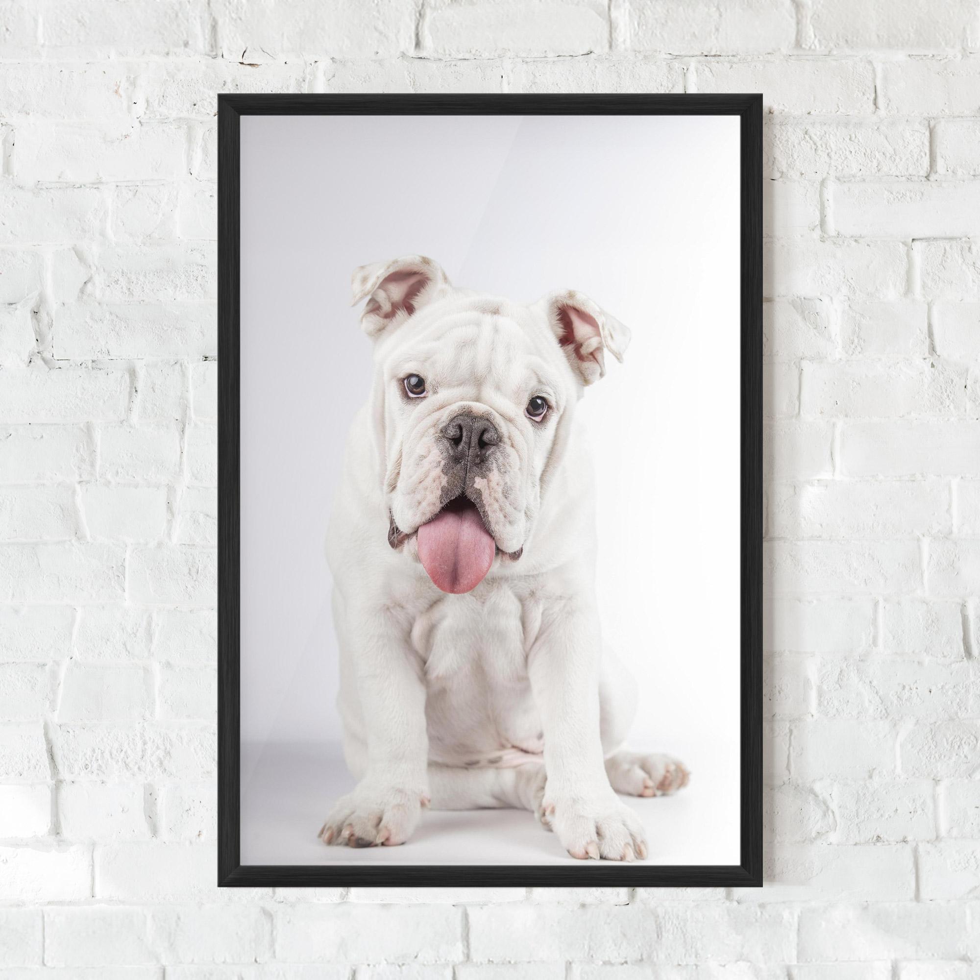 Plakat w Ramie English Bulldog mockup 0