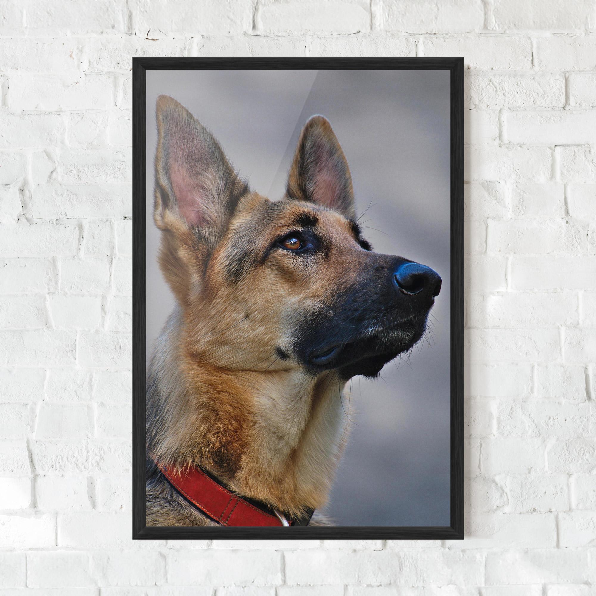 Plakat w Ramie German Shepherd mockup 0