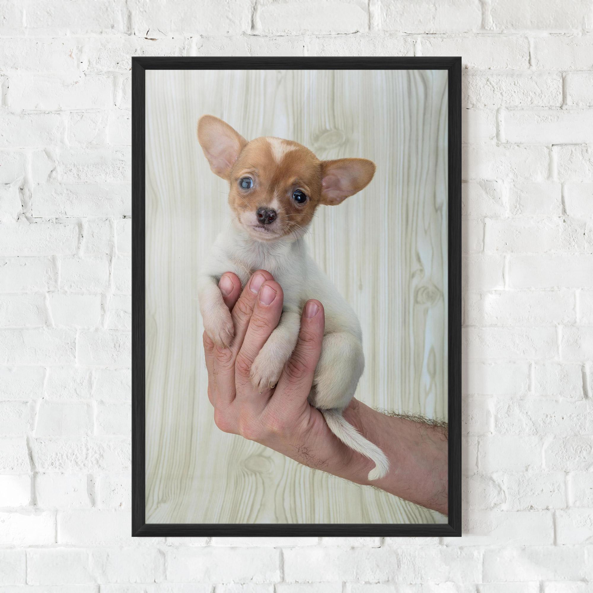 Plakat w Ramie Holding Chihuahua mockup 0