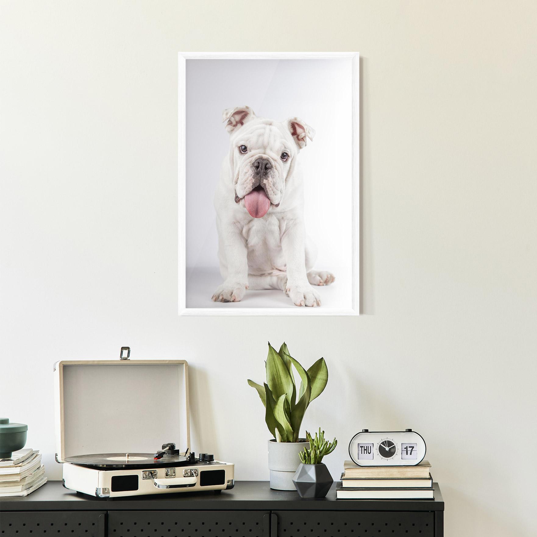 Plakat w Ramie English Bulldog mockup 2