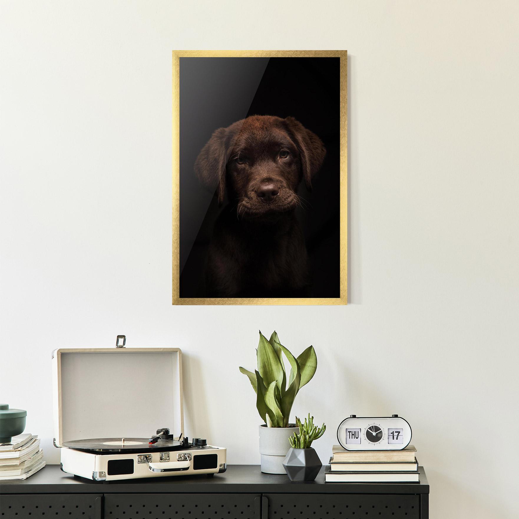 Plakat w Ramie Chocolate Labrador mockup 2