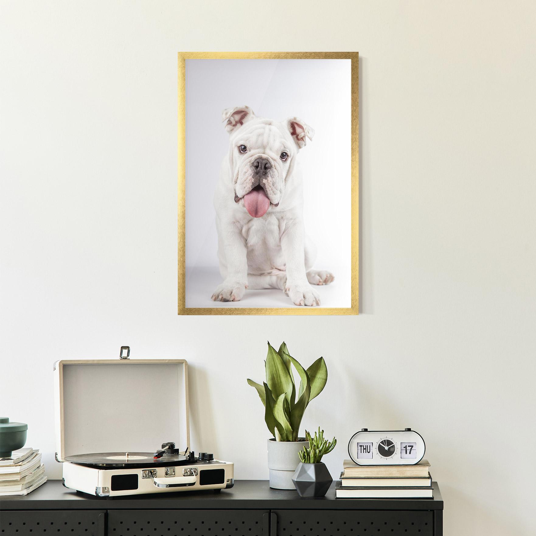 Plakat w Ramie English Bulldog mockup 2