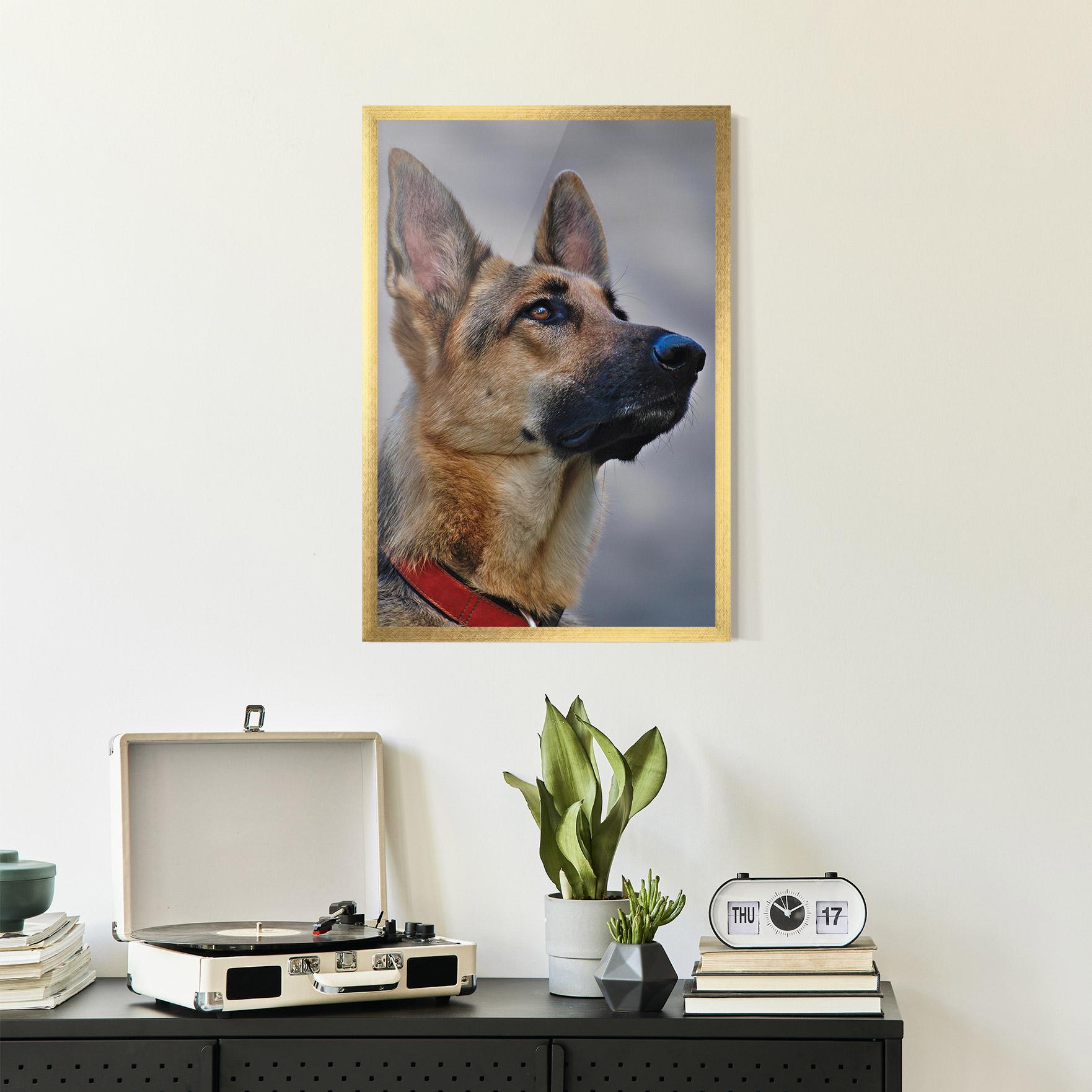 Plakat w Ramie German Shepherd mockup 2