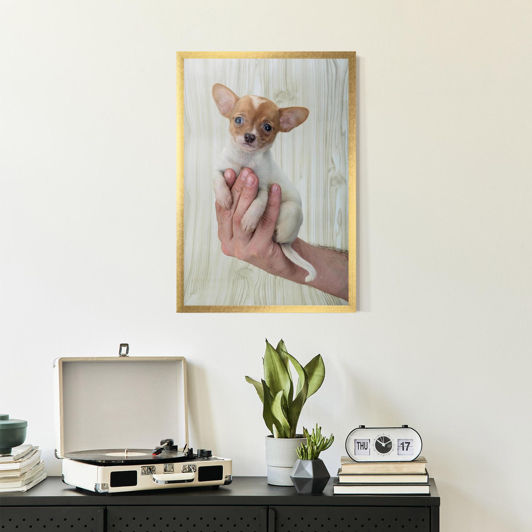 Plakat w Ramie Holding Chihuahua mockup 2