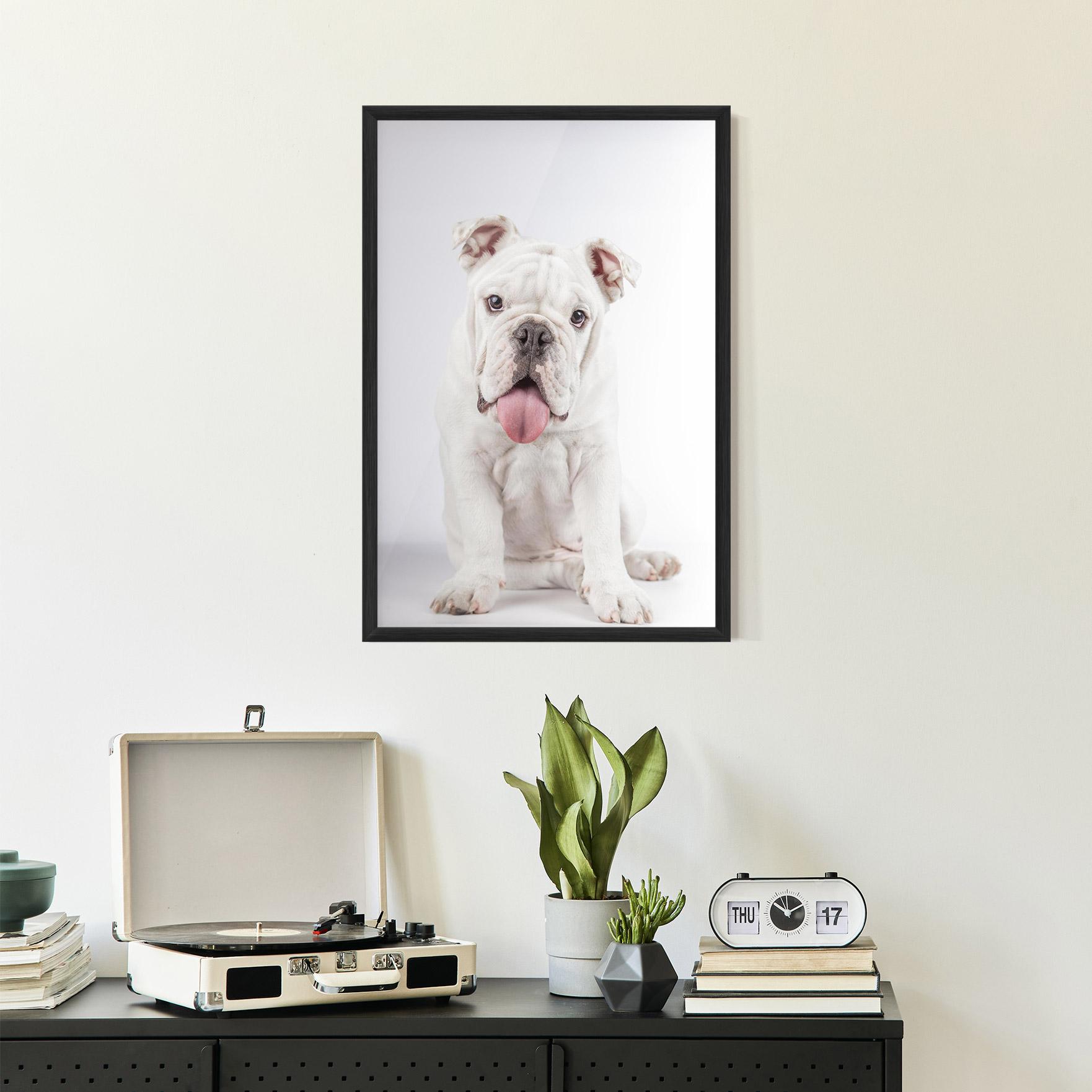 Plakat w Ramie English Bulldog mockup 2