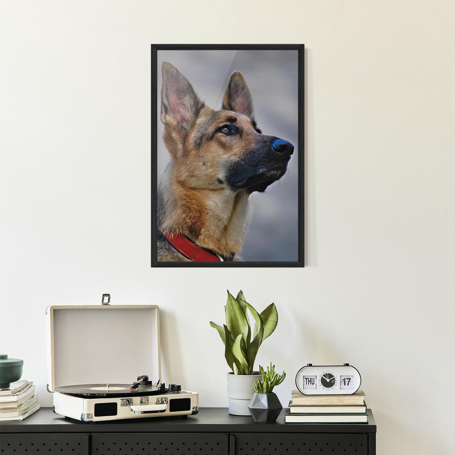 Plakat w Ramie German Shepherd mockup 2