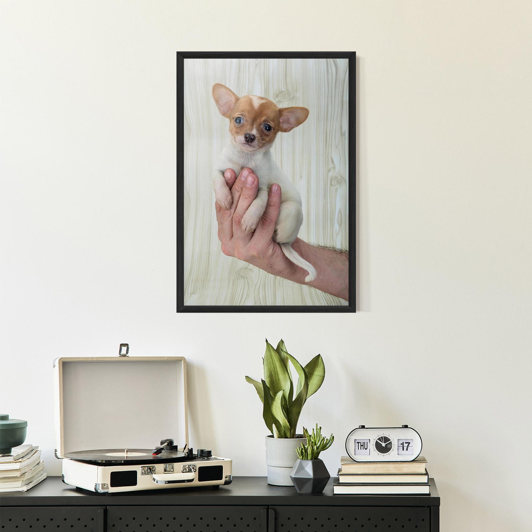 Plakat w Ramie Holding Chihuahua mockup 2