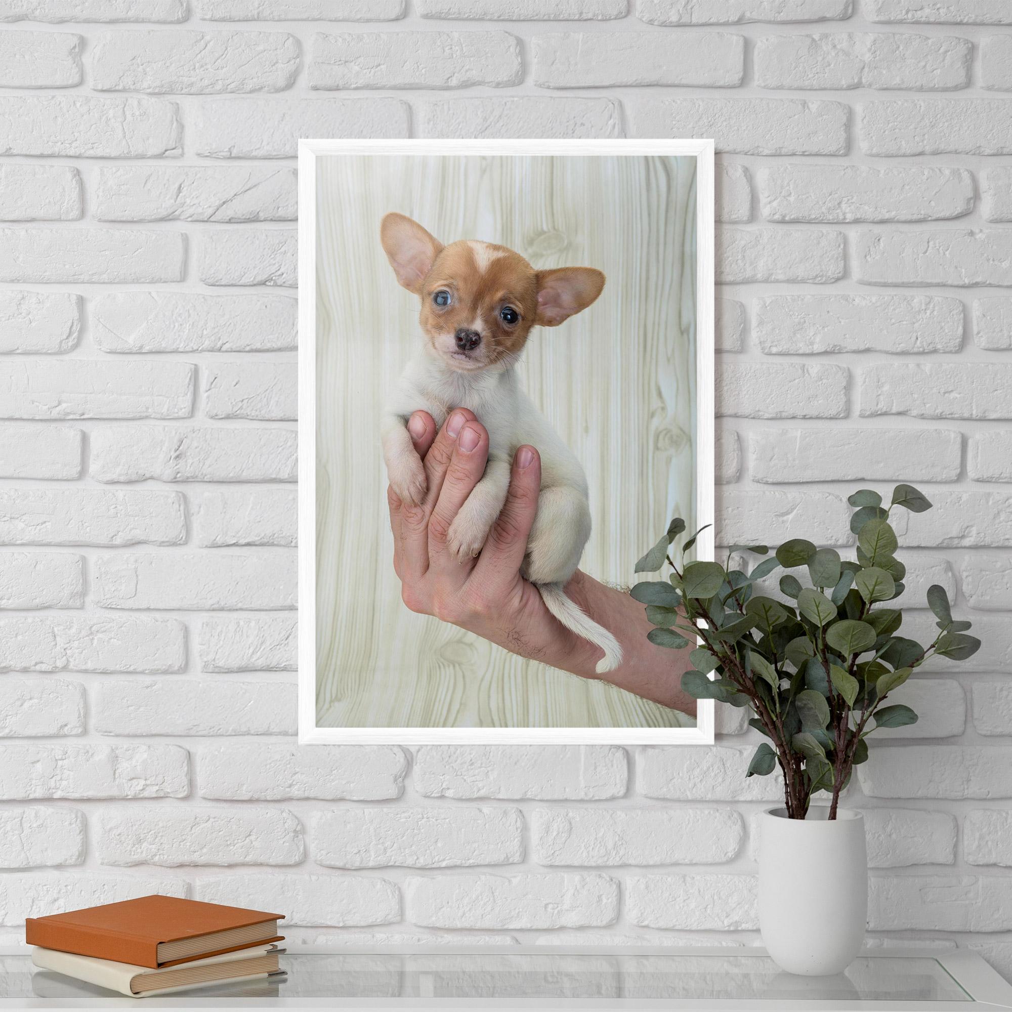 Plakat w Ramie Holding Chihuahua mockup 5