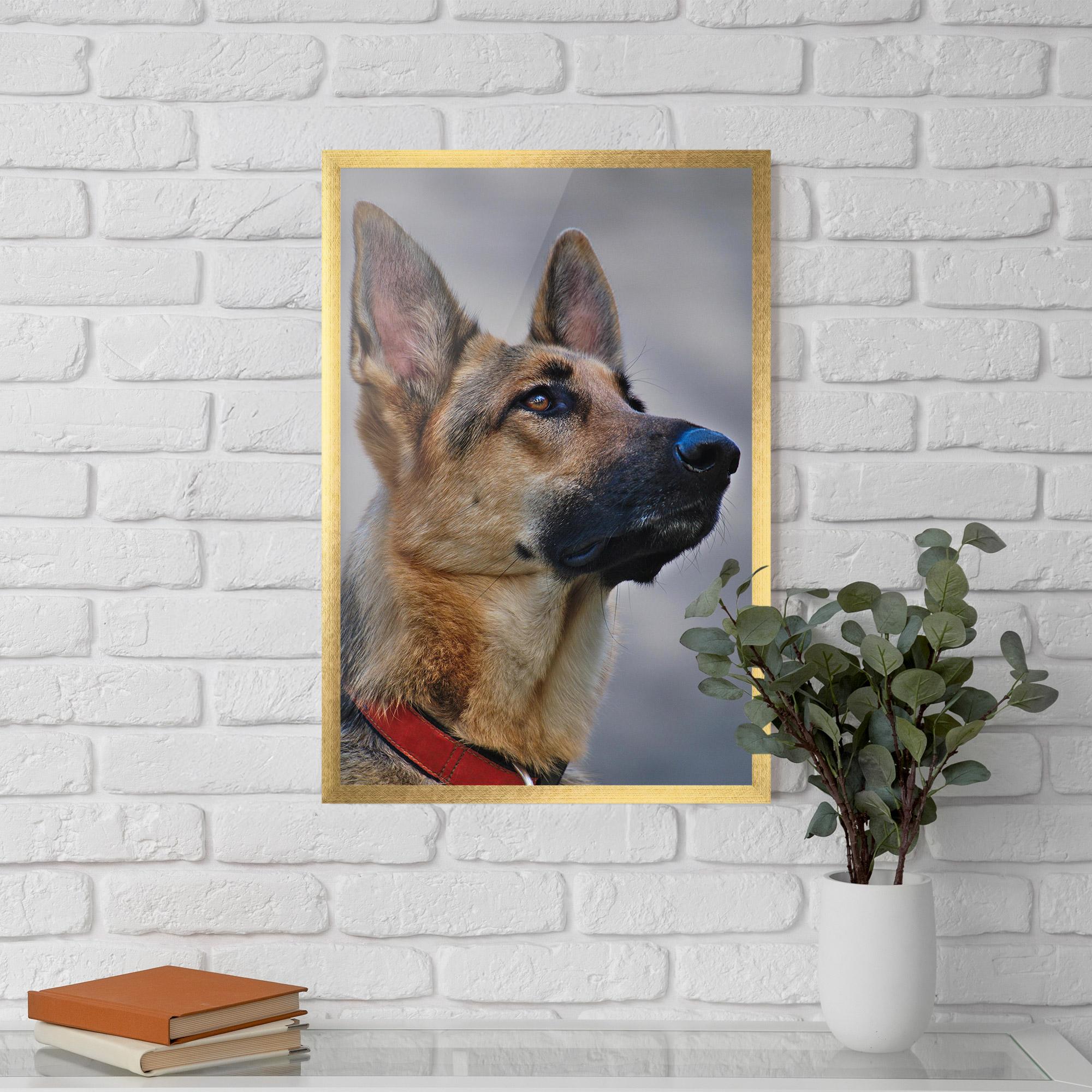 Plakat w Ramie German Shepherd mockup 5