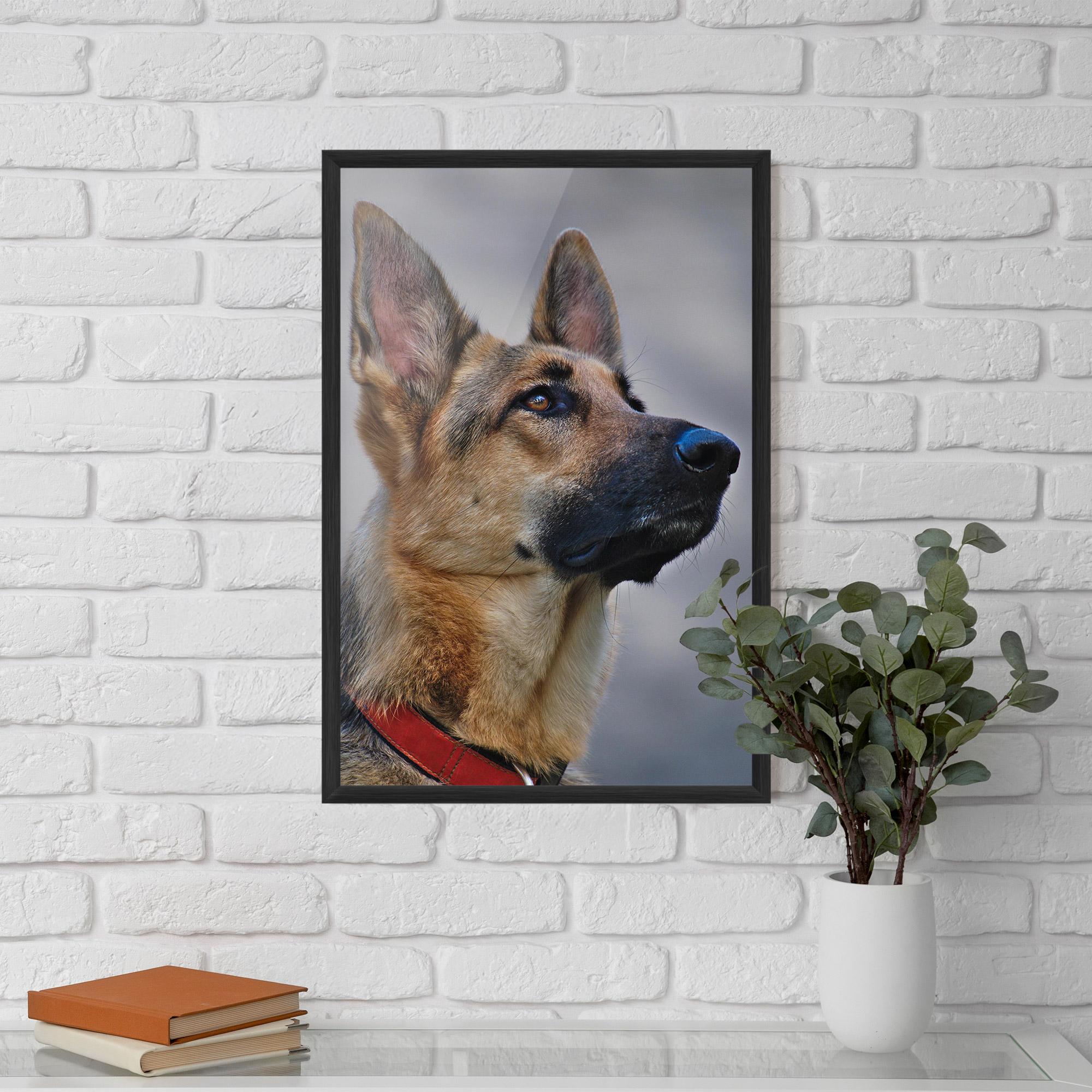 Plakat w Ramie German Shepherd mockup 5