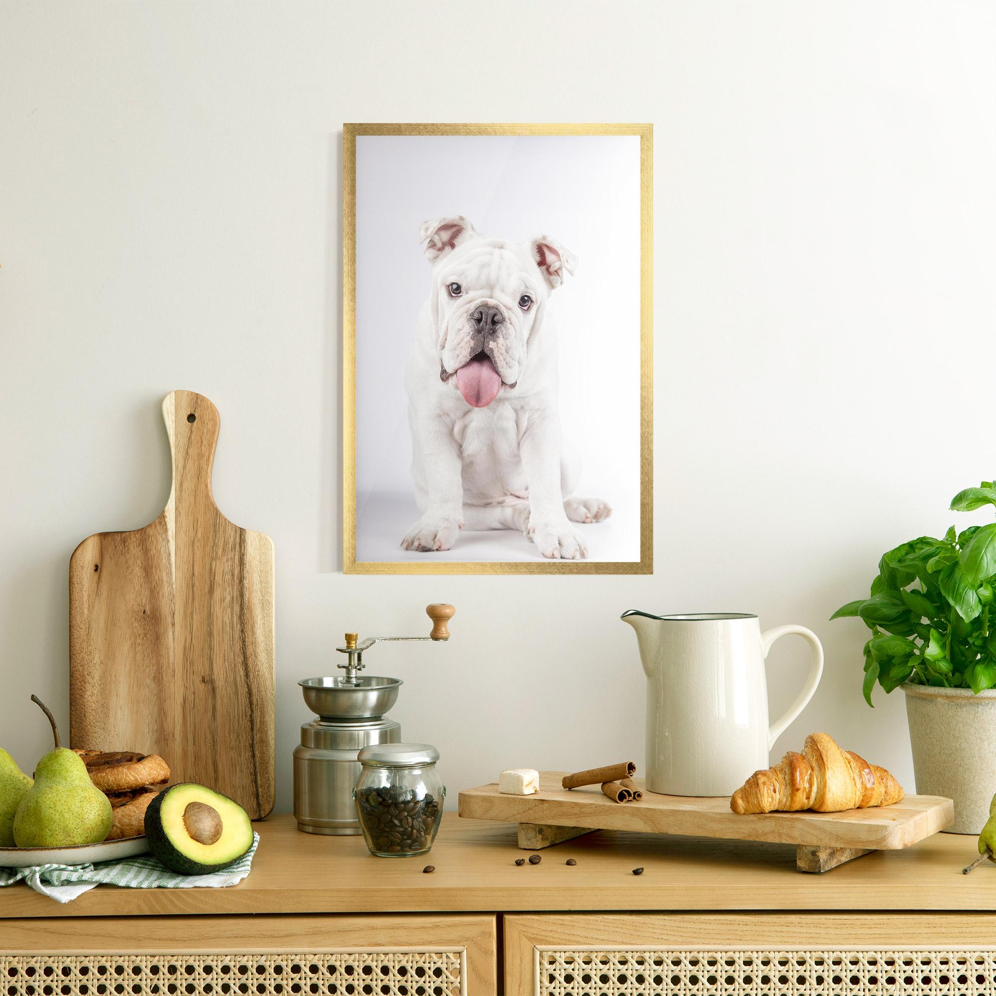 Plakat w Ramie English Bulldog mockup 8