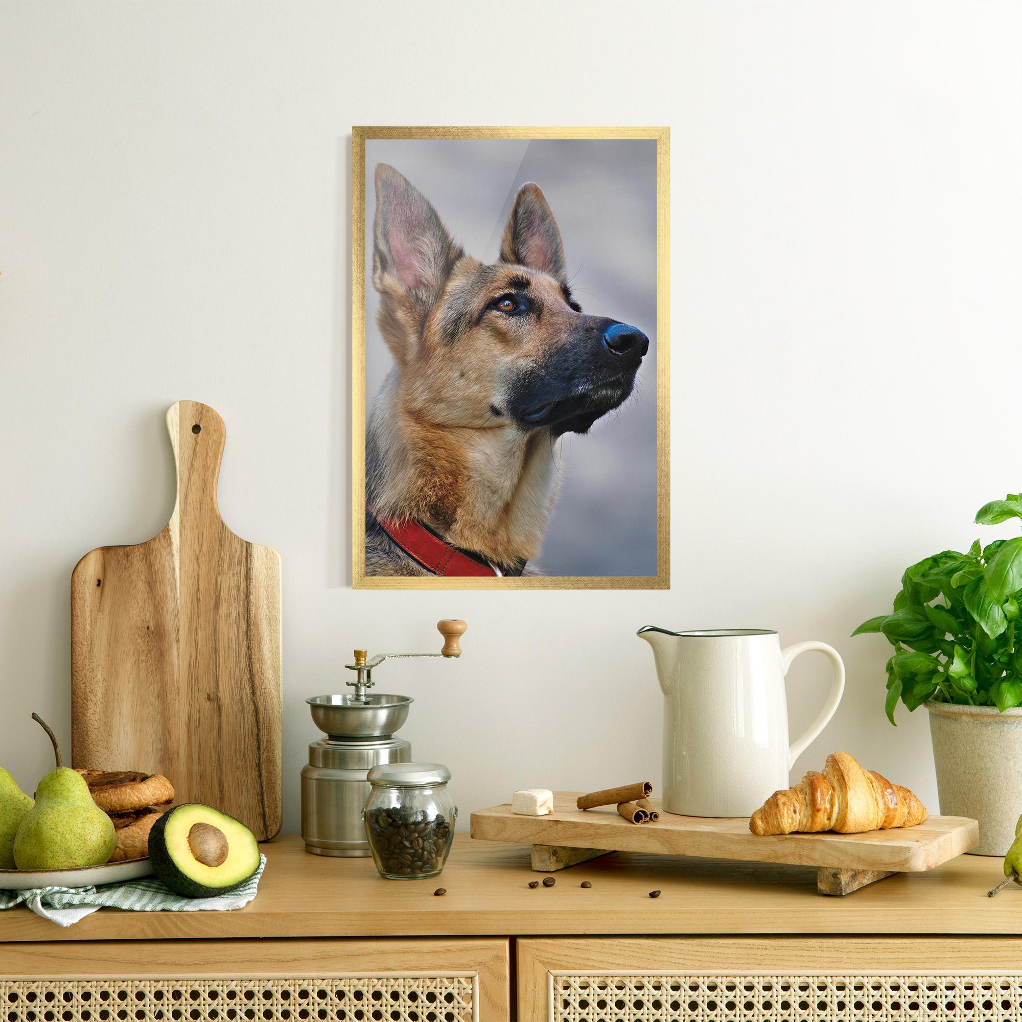 Plakat w Ramie German Shepherd mockup 8