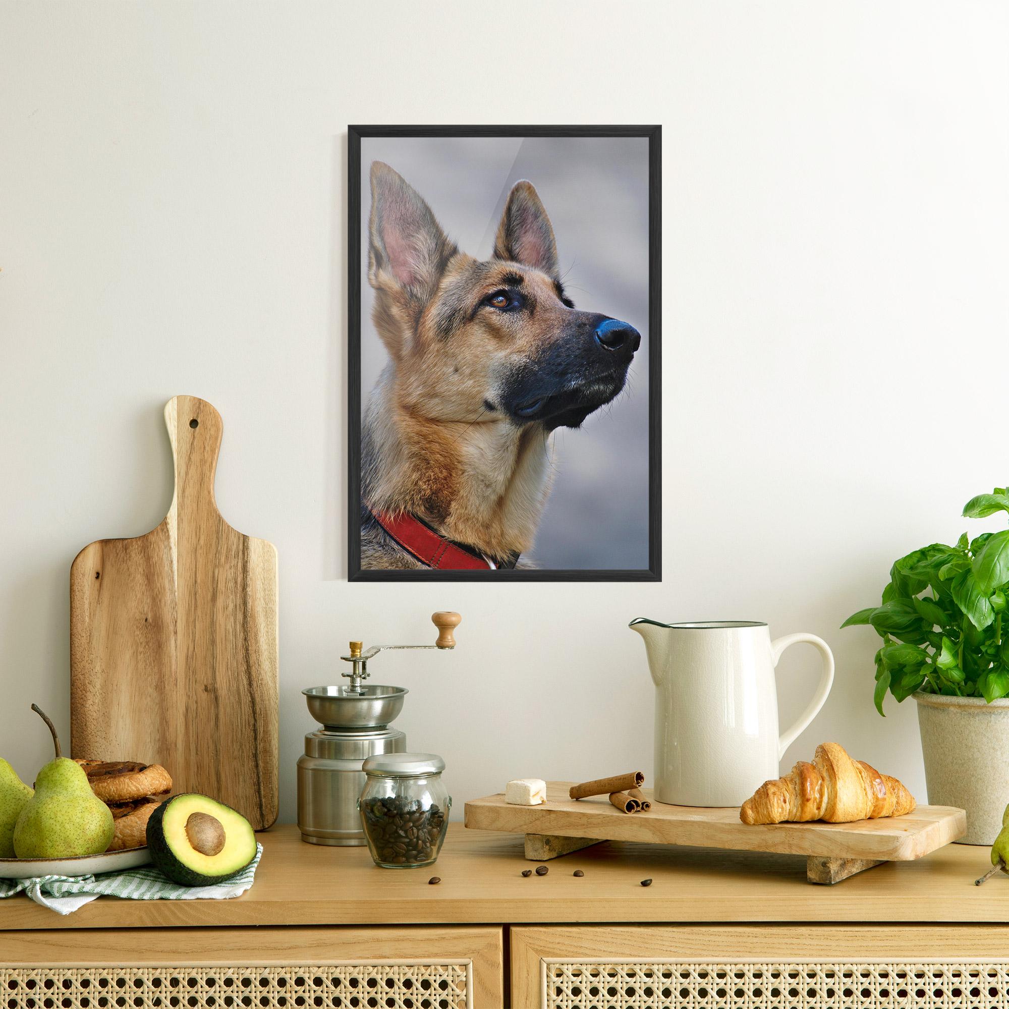 Plakat w Ramie German Shepherd mockup 8