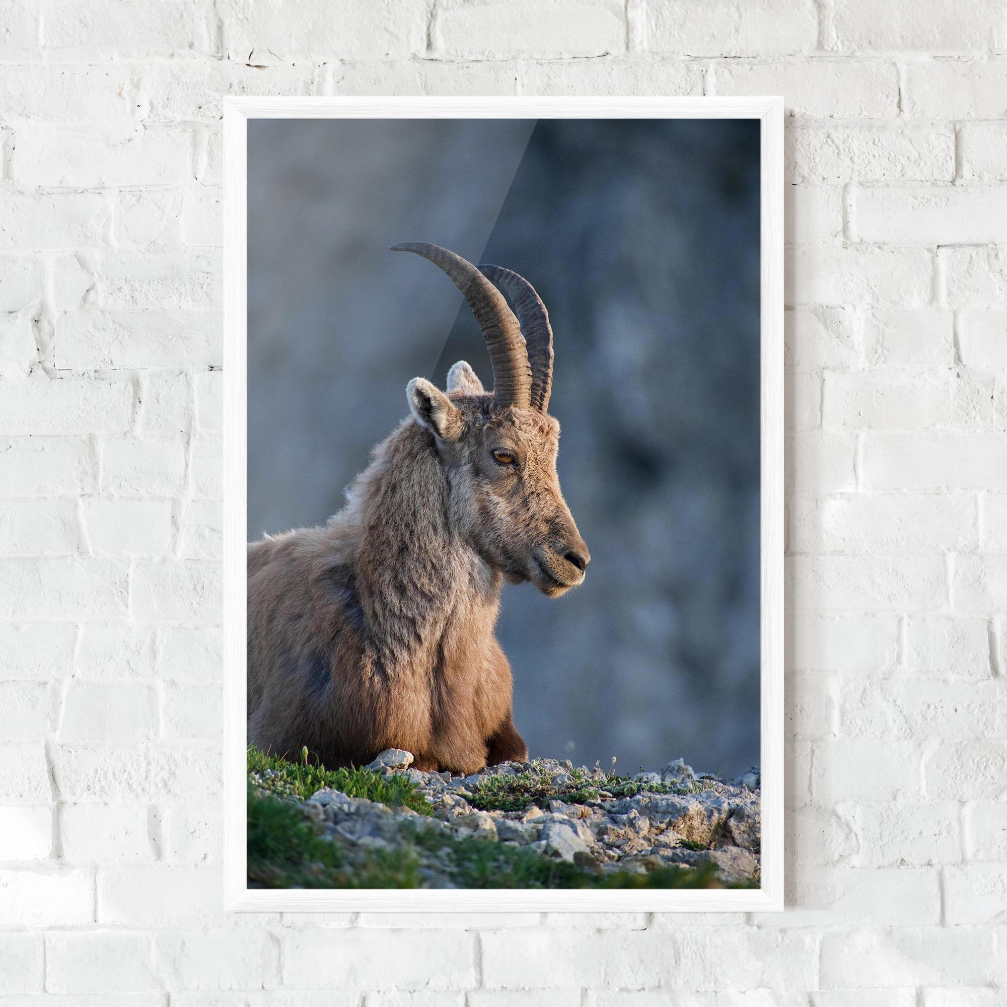 Plakat w Ramie Mountain Goat mockup 0
