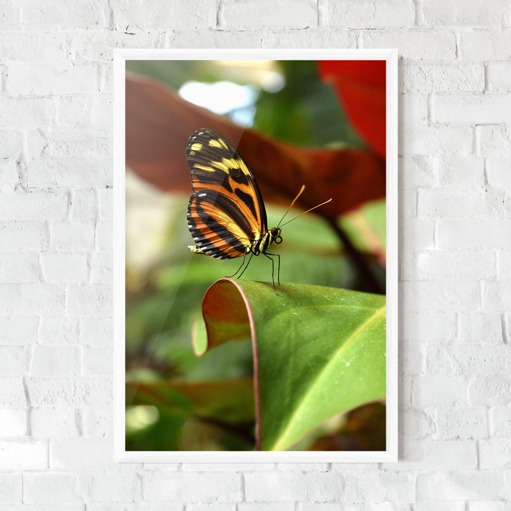Plakat w Ramie Orange Yellow Butterfly mockup 0