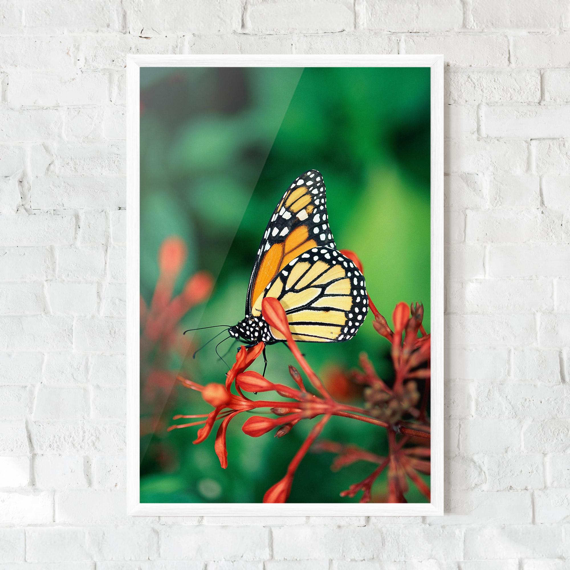 Plakat w Ramie Small Orange Butterfly mockup 0
