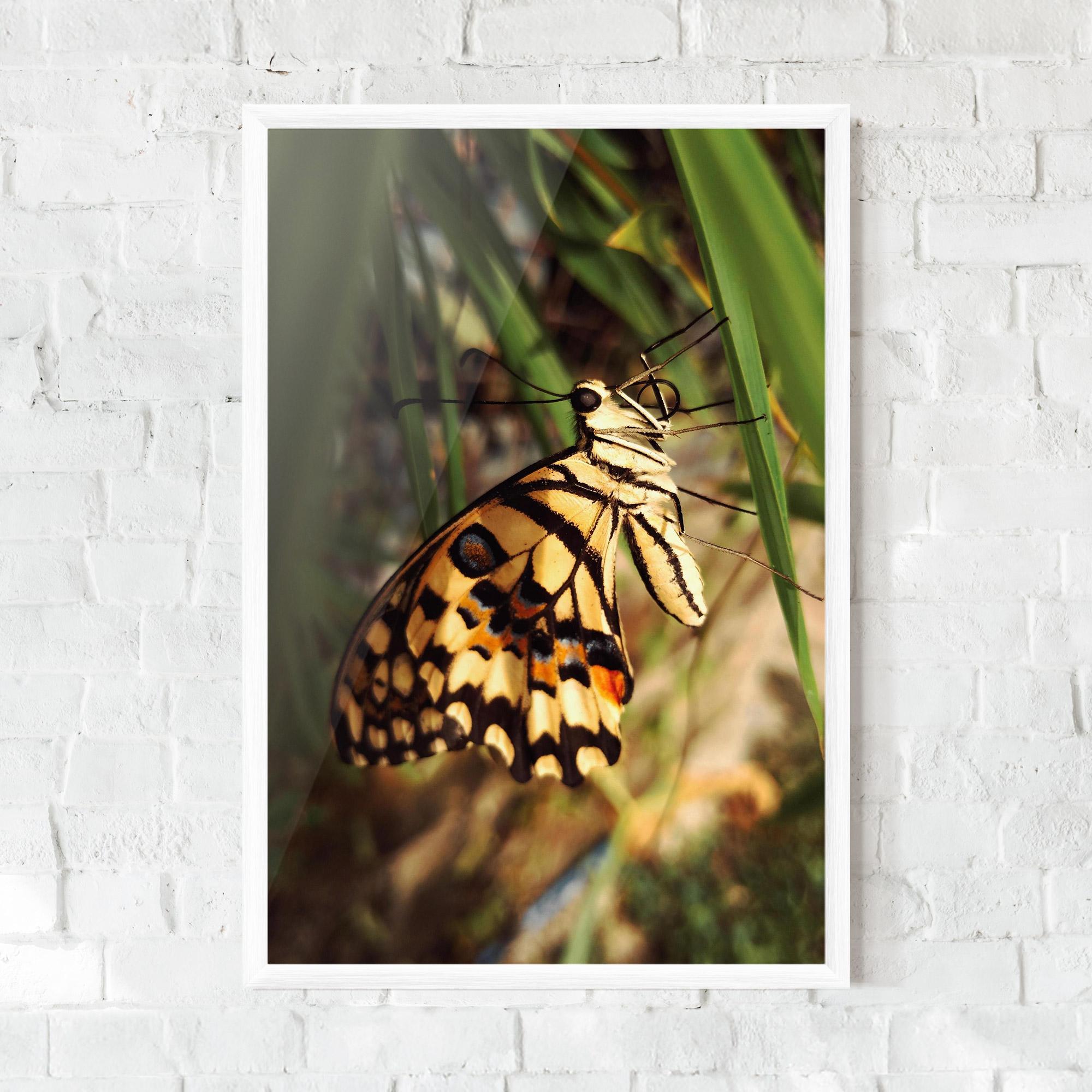 Plakat w Ramie Wild Brown Butterfly mockup 0