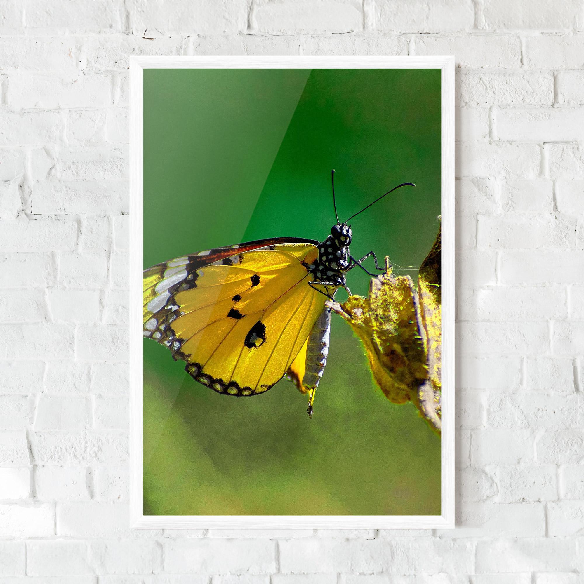 Plakat w Ramie Yellow White Butterfly mockup 0