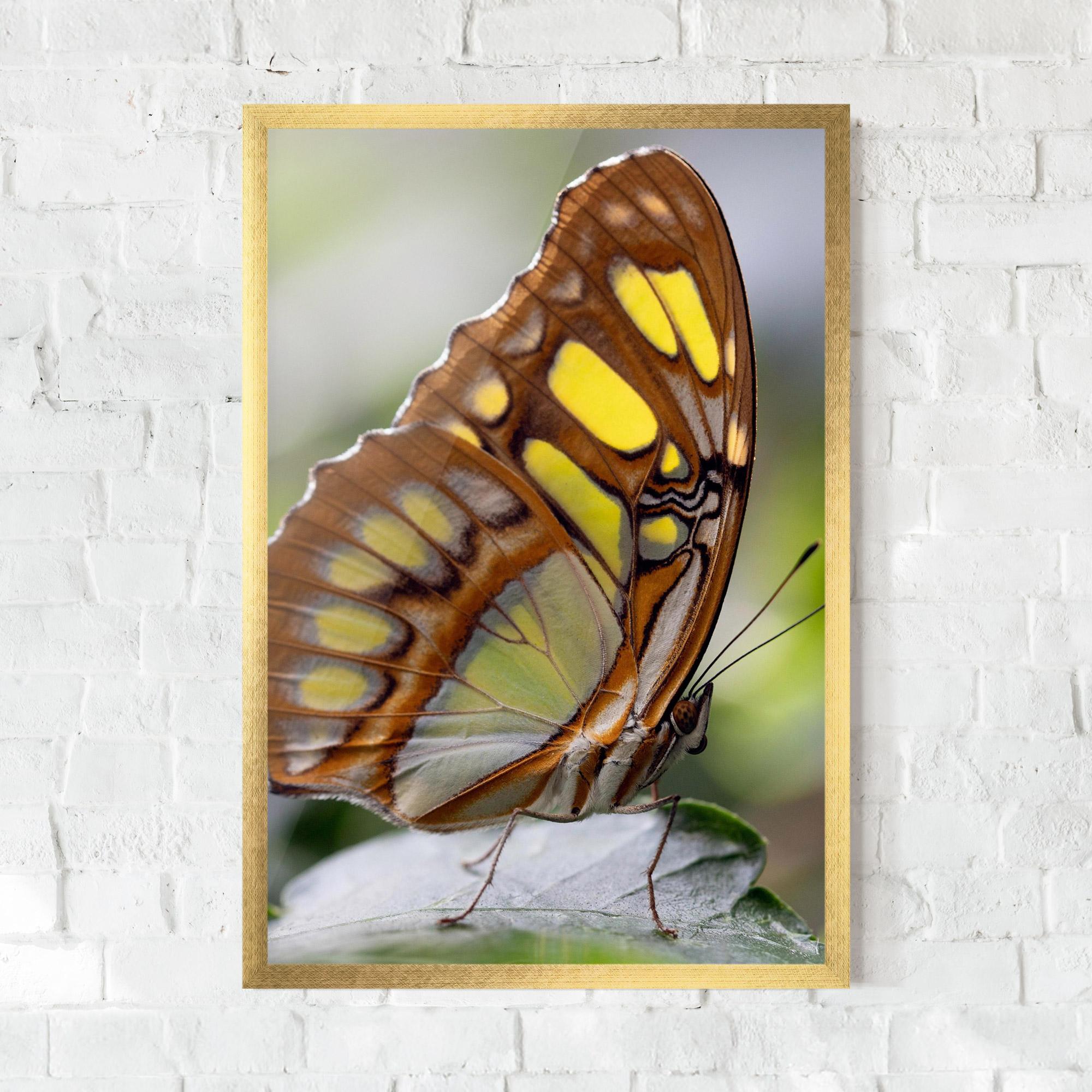Plakat w Ramie Brown Yellow Butterfly mockup 0