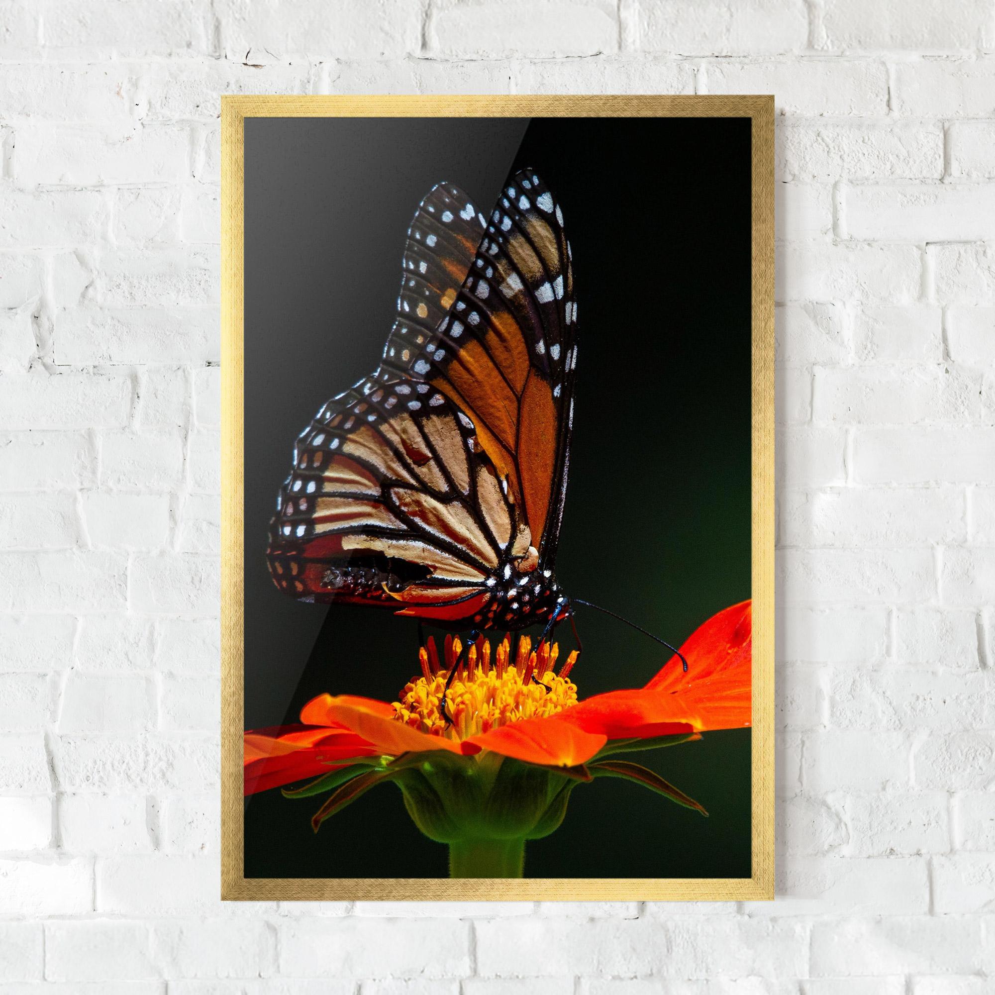 Plakat w Ramie Dark Orange Butterfy mockup 0