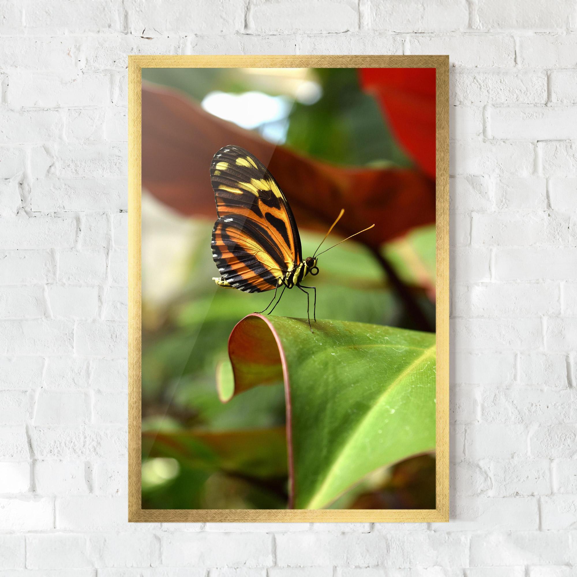 Plakat w Ramie Orange Yellow Butterfly mockup 0