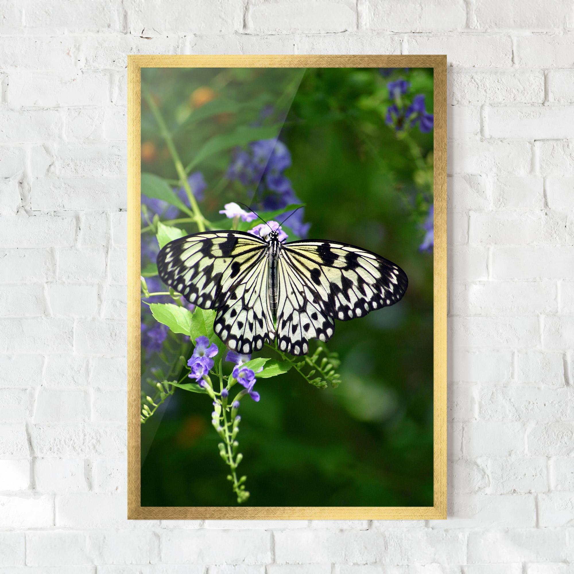 Plakat w Ramie Pretty White Butterfly mockup 0