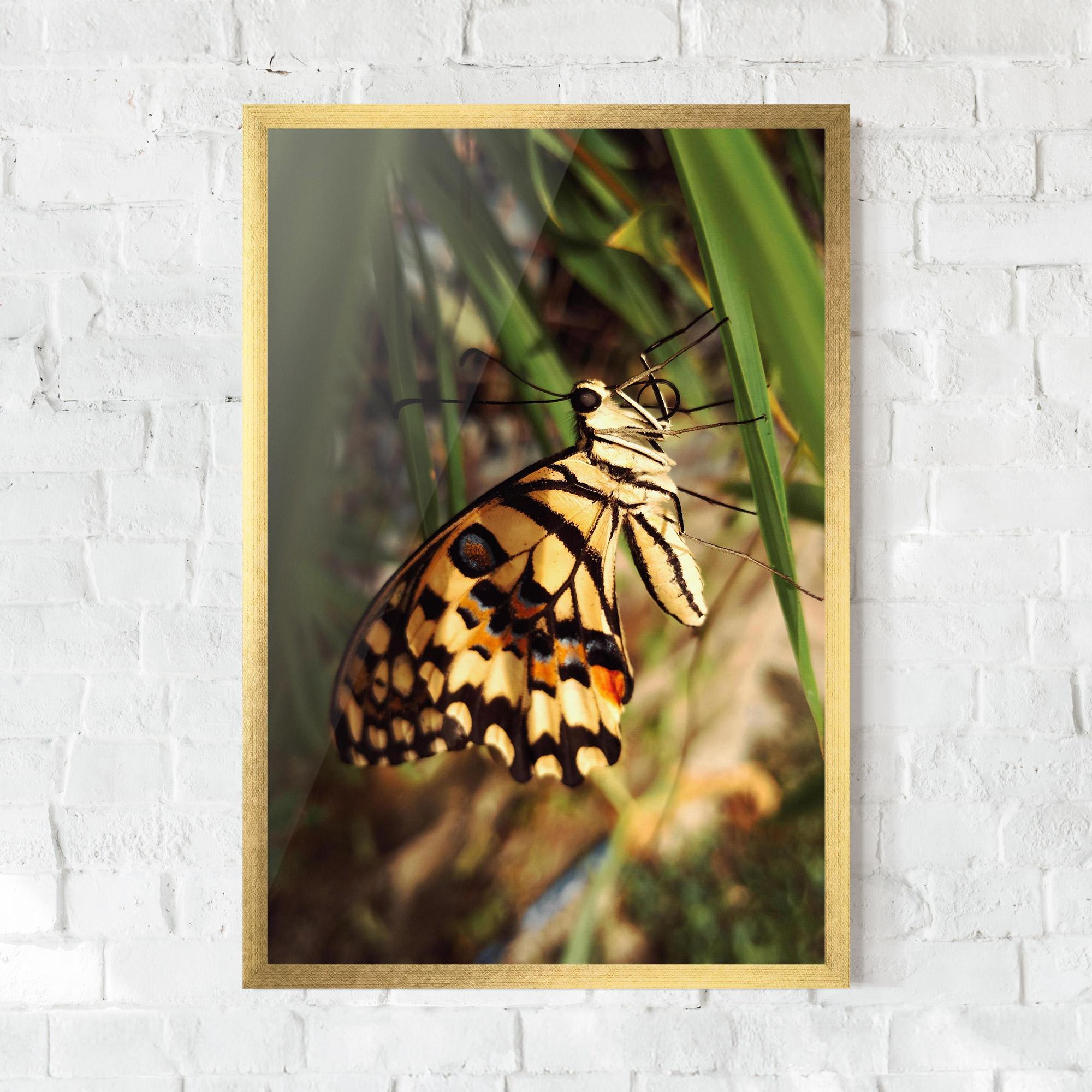 Plakat w Ramie Wild Brown Butterfly mockup 0