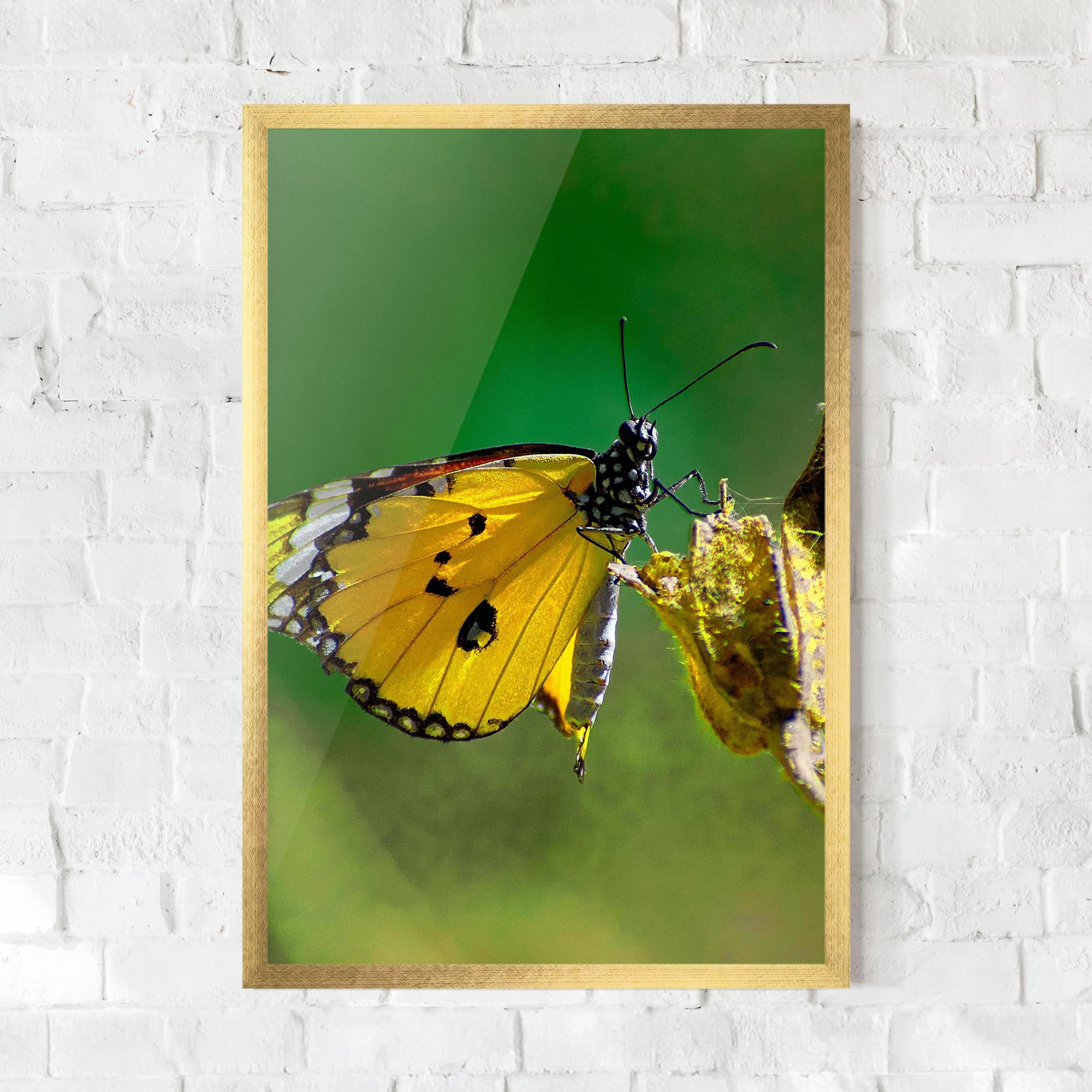 Plakat w Ramie Yellow White Butterfly mockup 0