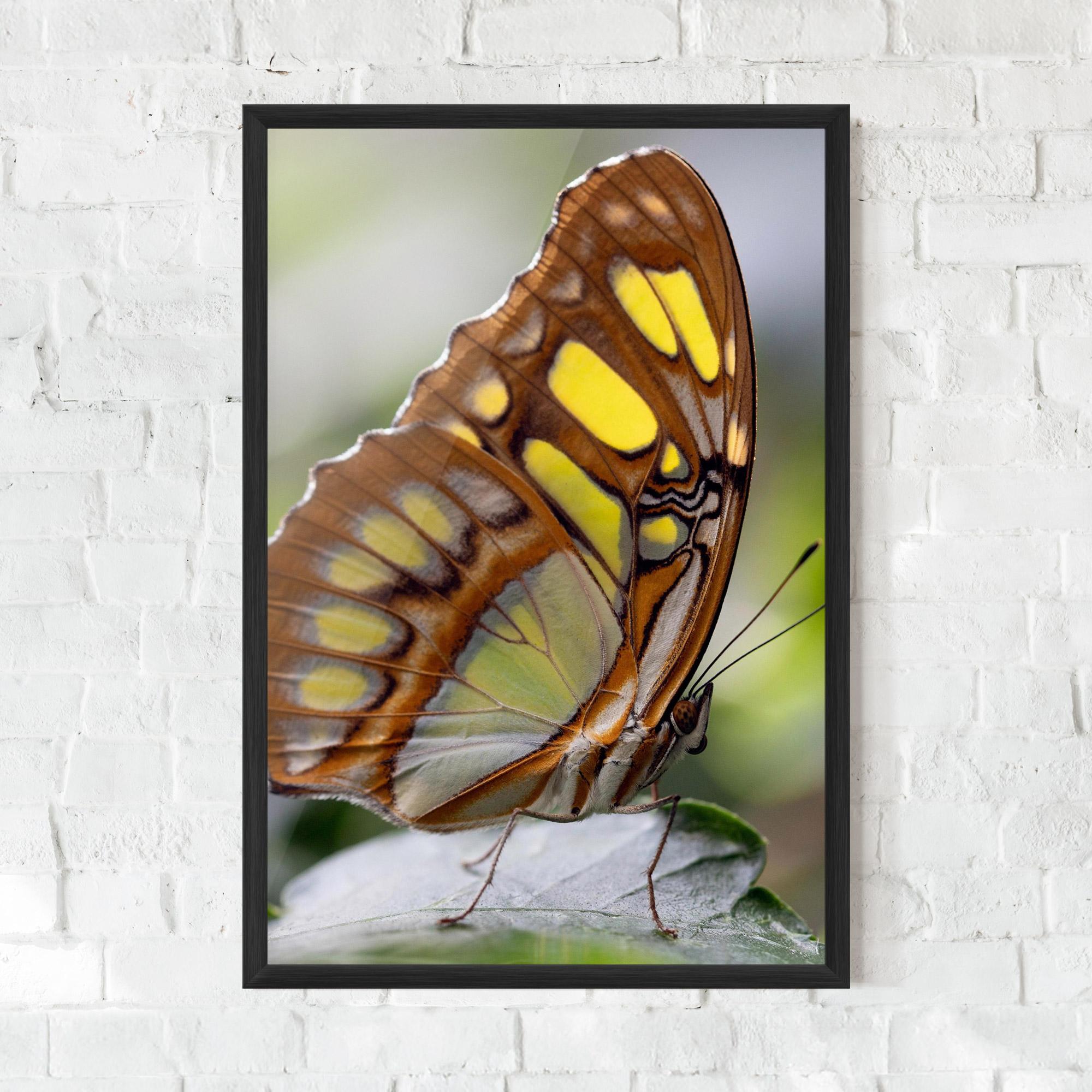 Plakat w Ramie Brown Yellow Butterfly mockup 0