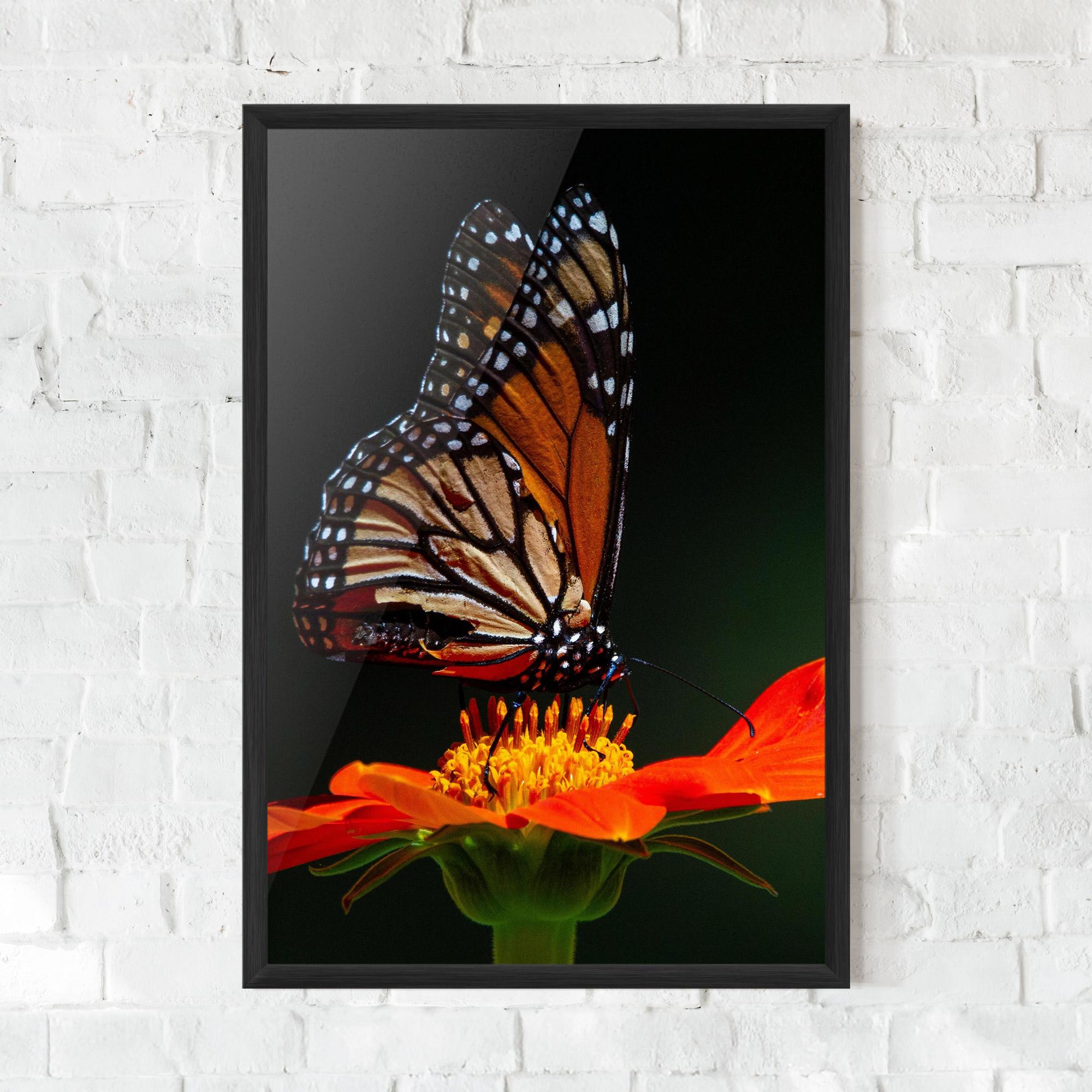 Plakat w Ramie Dark Orange Butterfy mockup 0