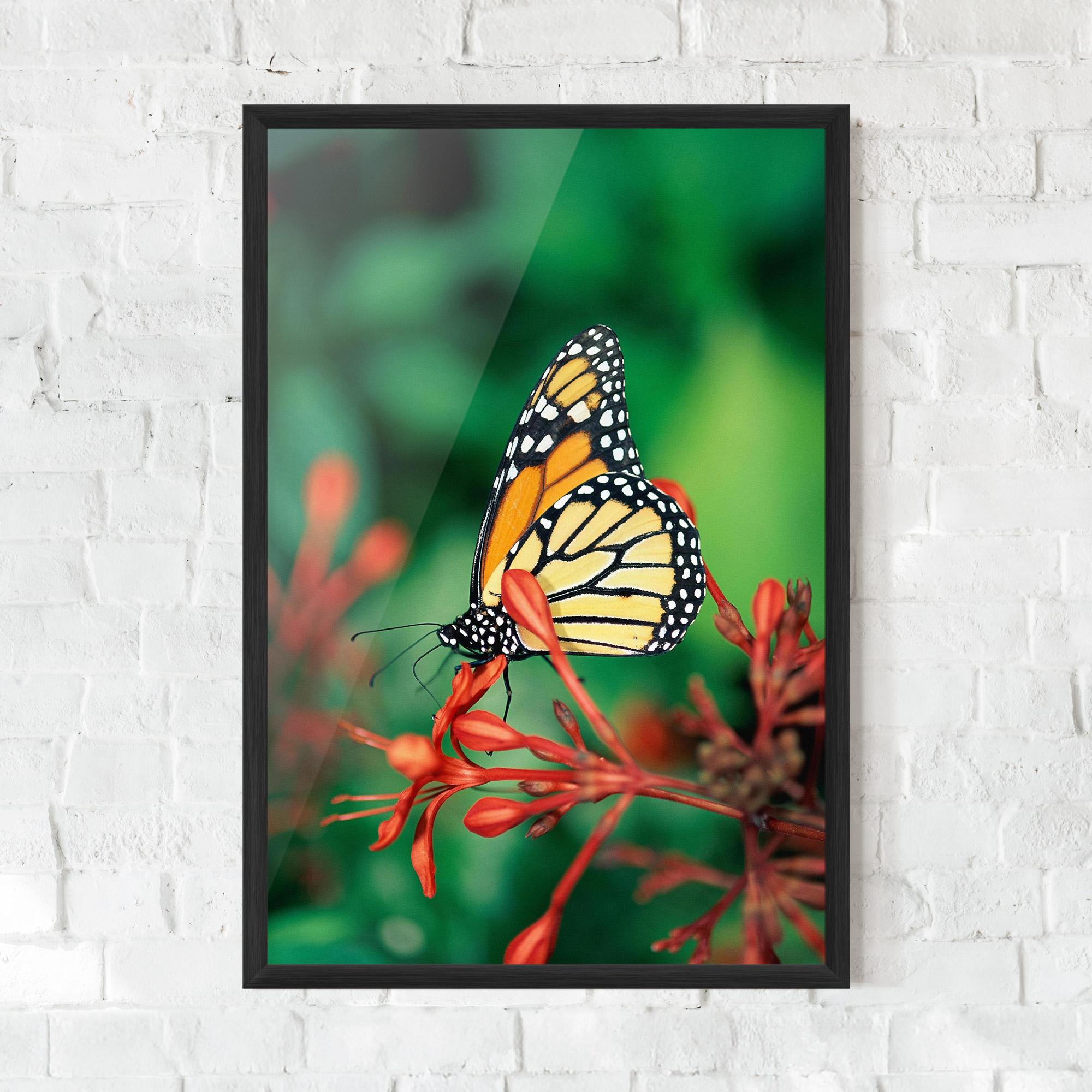 Plakat w Ramie Small Orange Butterfly mockup 0