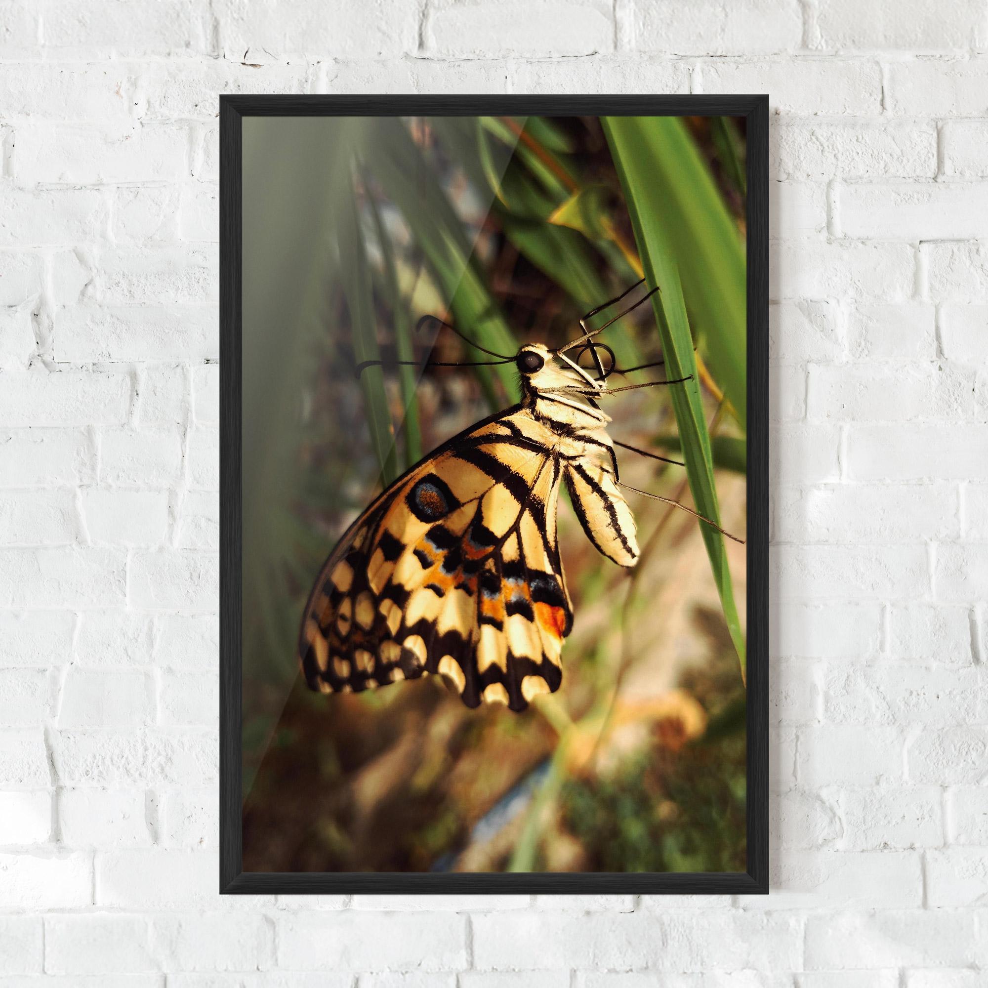 Plakat w Ramie Wild Brown Butterfly mockup 0