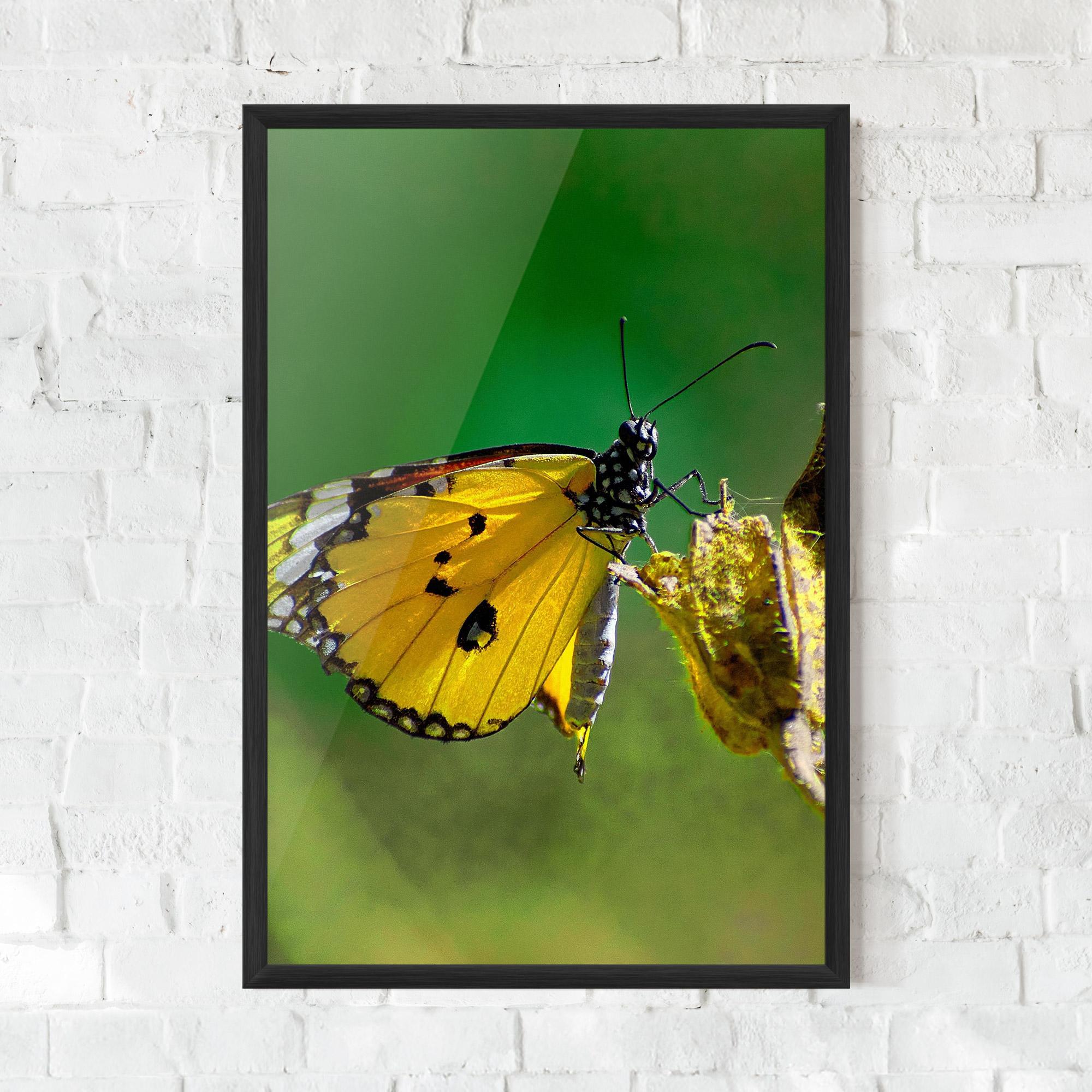 Plakat w Ramie Yellow White Butterfly mockup 0