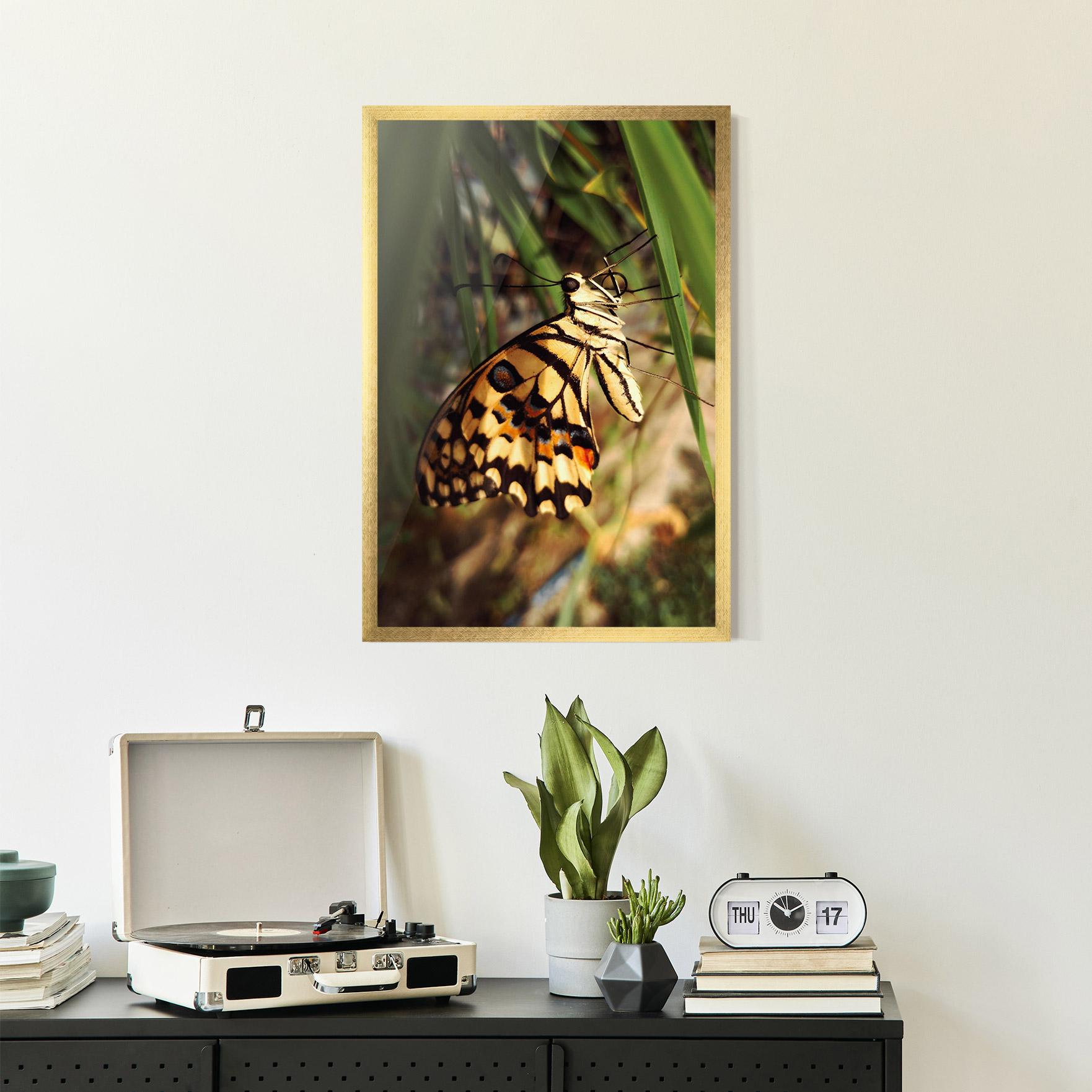 Plakat w Ramie Wild Brown Butterfly mockup 2
