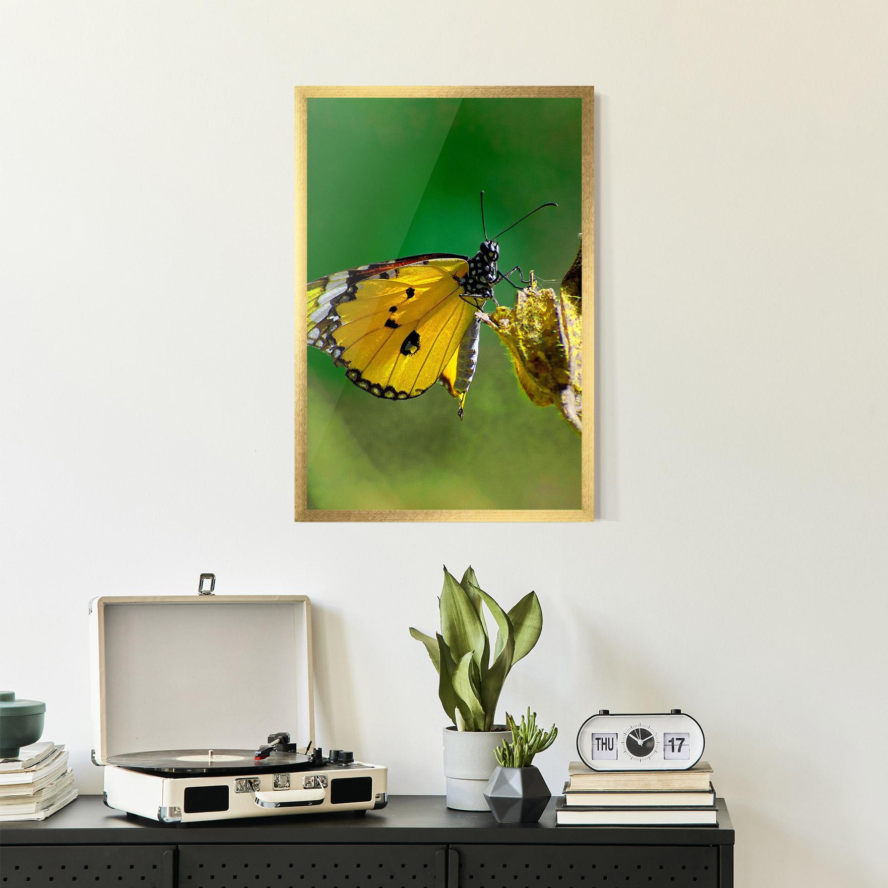 Plakat w Ramie Yellow White Butterfly mockup 2