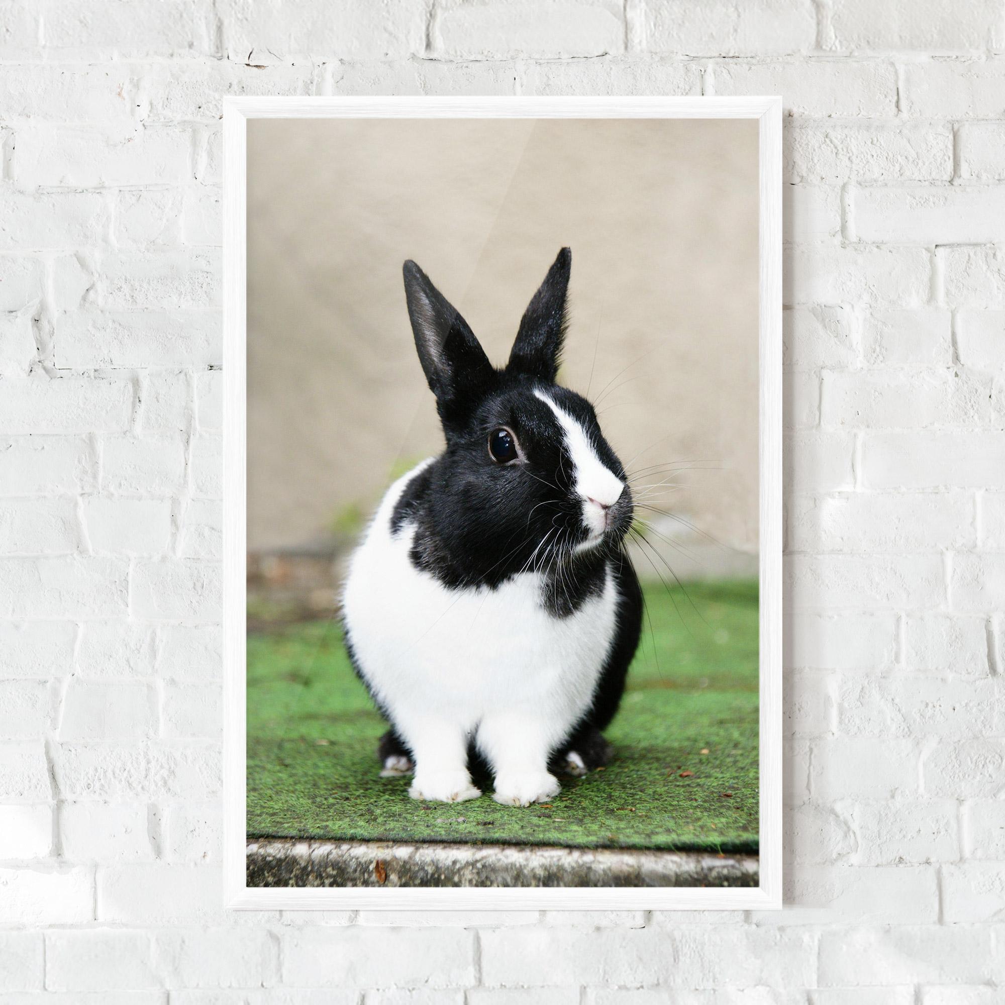 Plakat w Ramie Black Ear Rabbit mockup 0