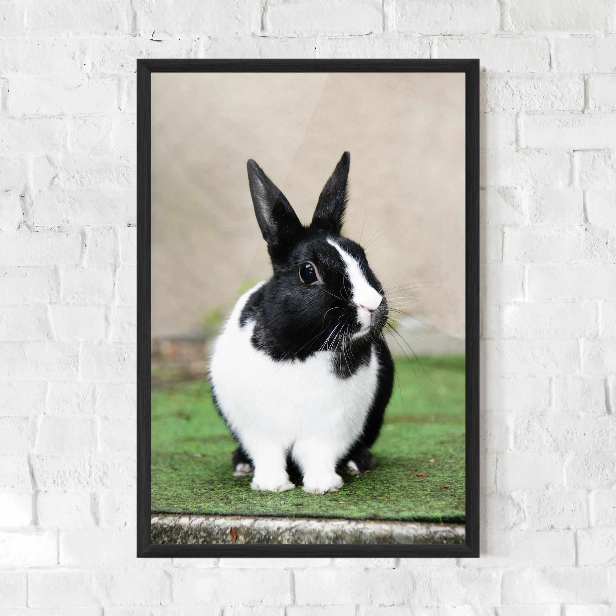 Plakat w Ramie Black Ear Rabbit mockup 0