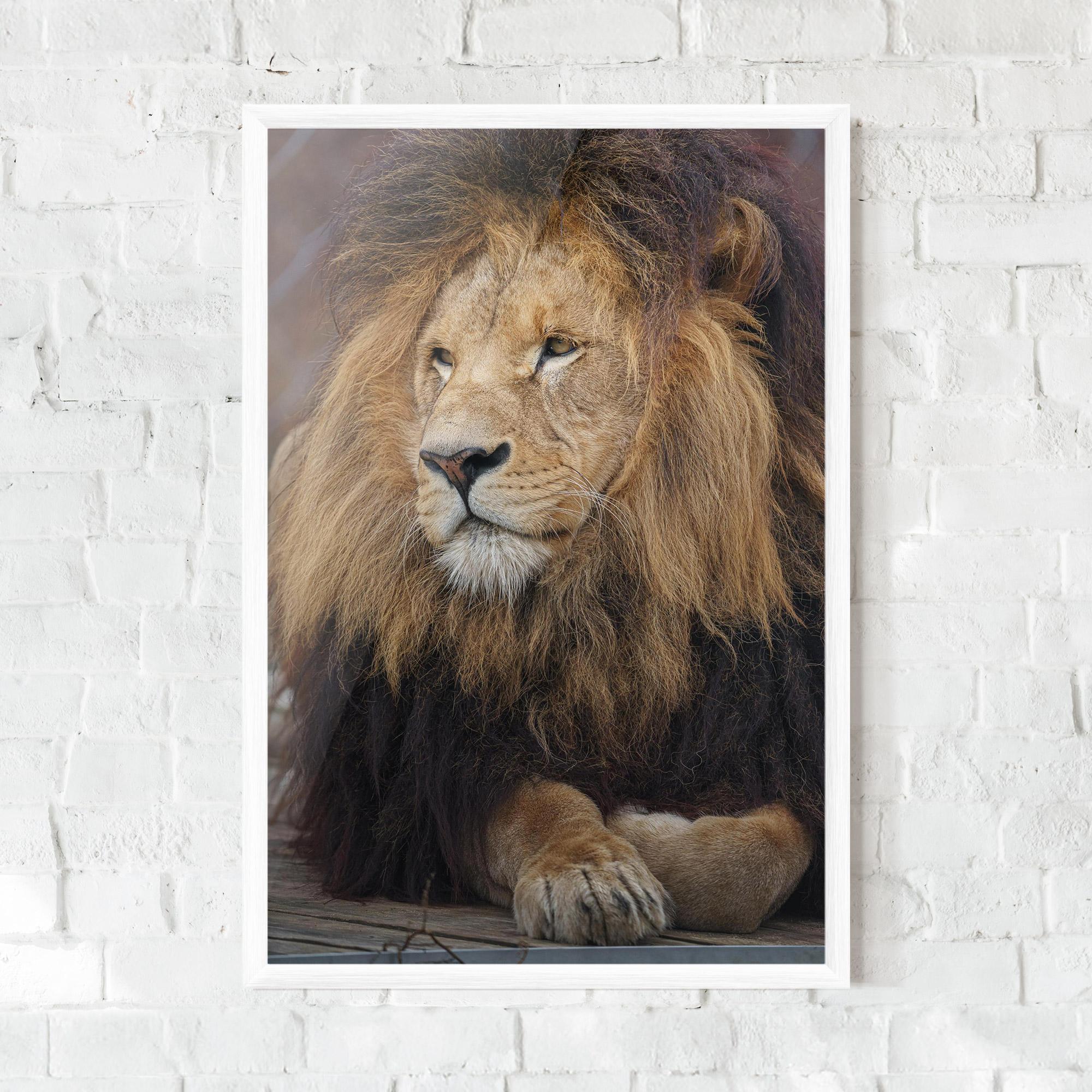 Plakat w Ramie Lion Chilling mockup 0