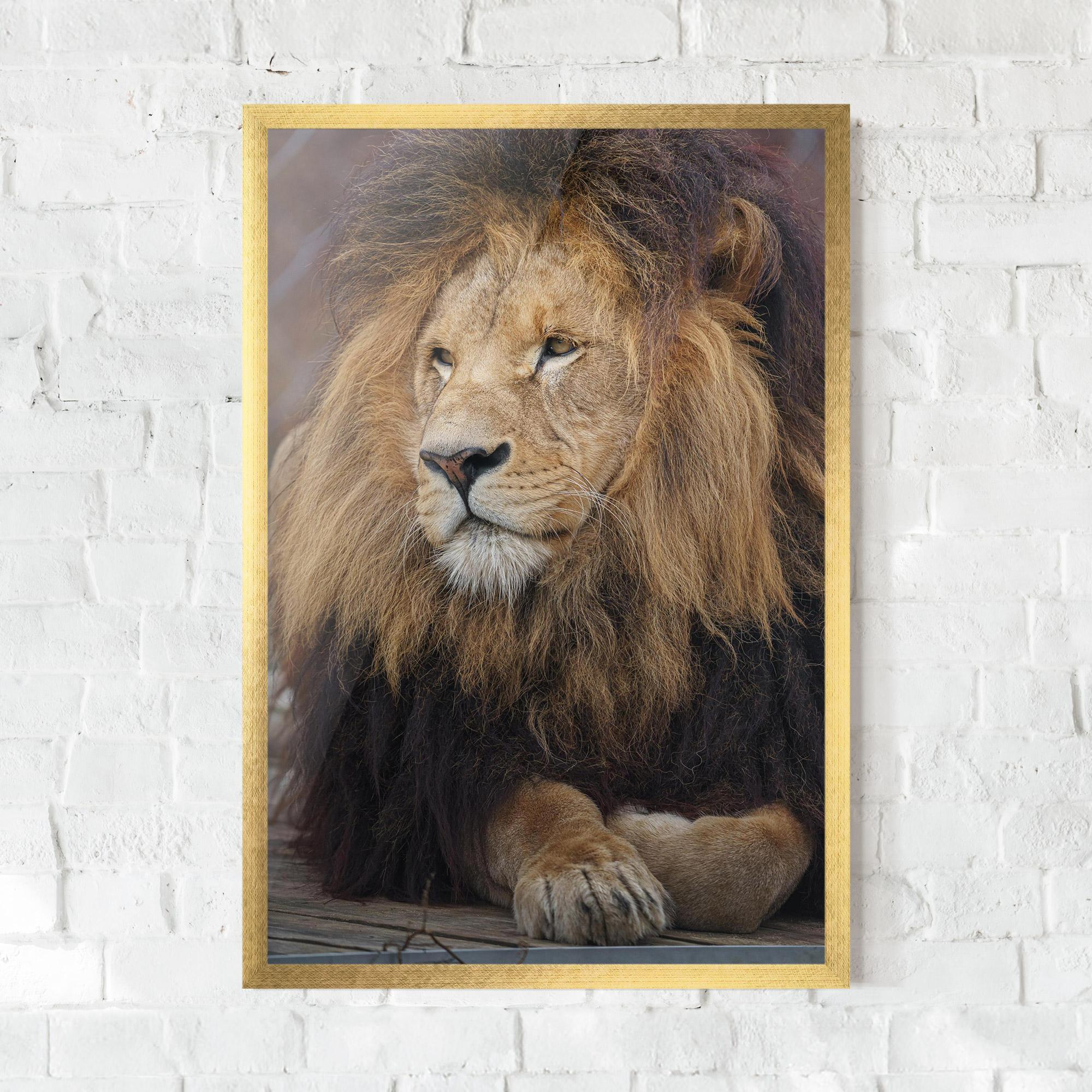 Plakat w Ramie Lion Chilling mockup 0