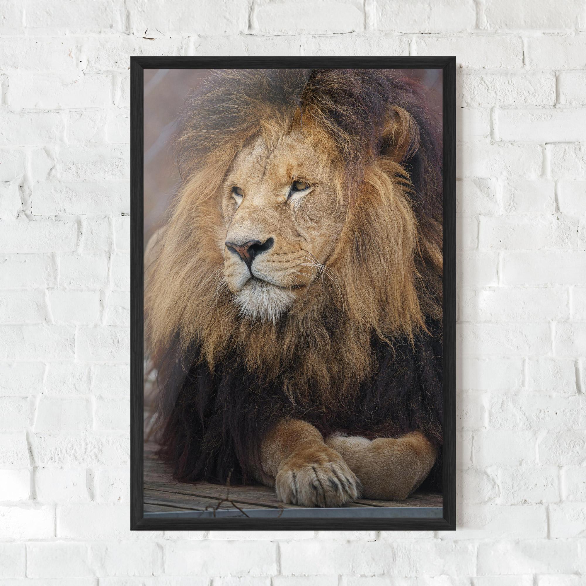 Plakat w Ramie Lion Chilling mockup 0