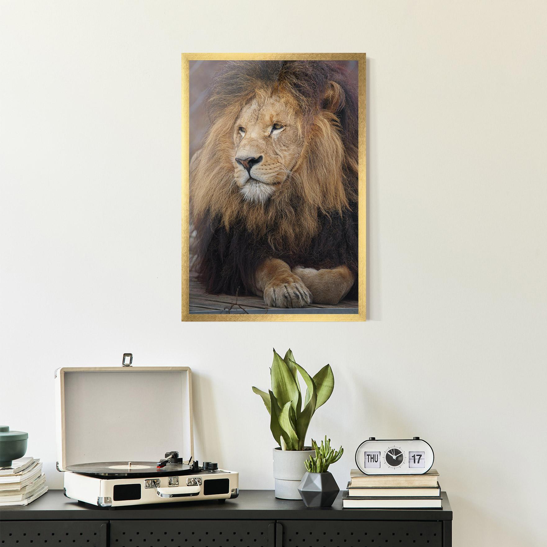 Plakat w Ramie Lion Chilling mockup 2