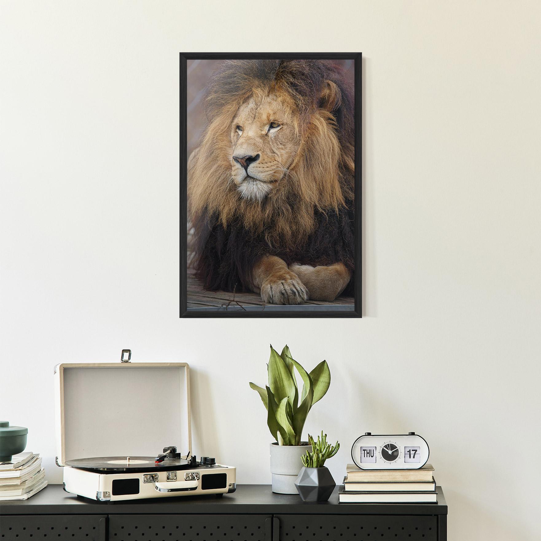 Plakat w Ramie Lion Chilling mockup 2