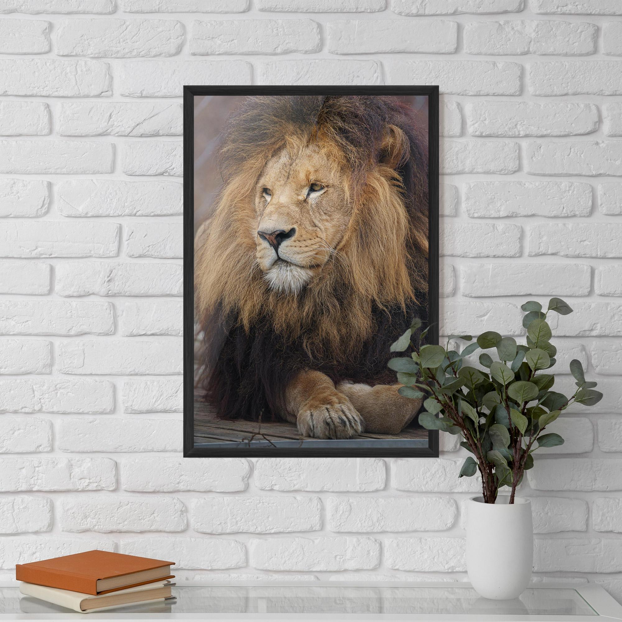 Plakat w Ramie Lion Chilling mockup 5