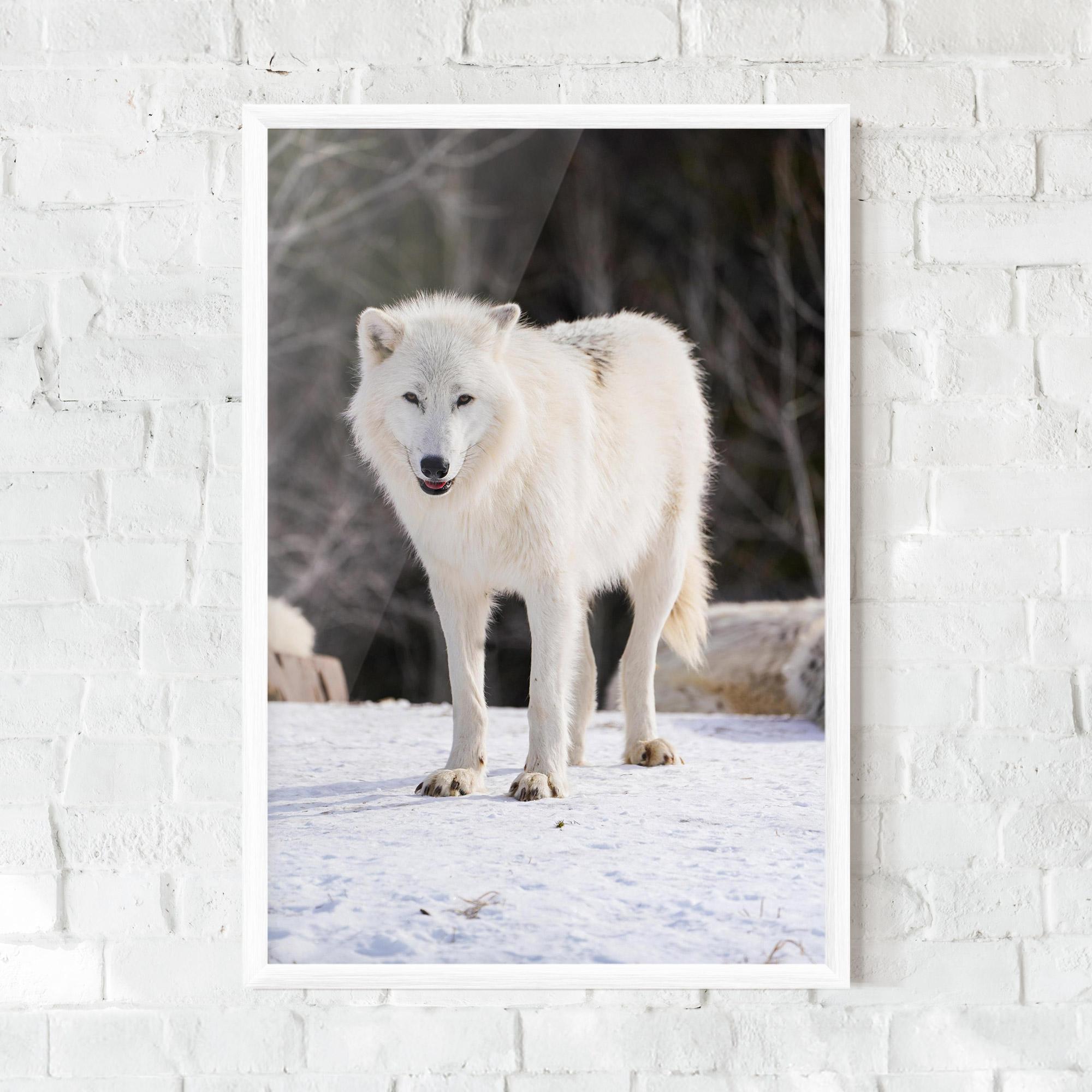 Plakat w Ramie Beautiful White Wolf mockup 0