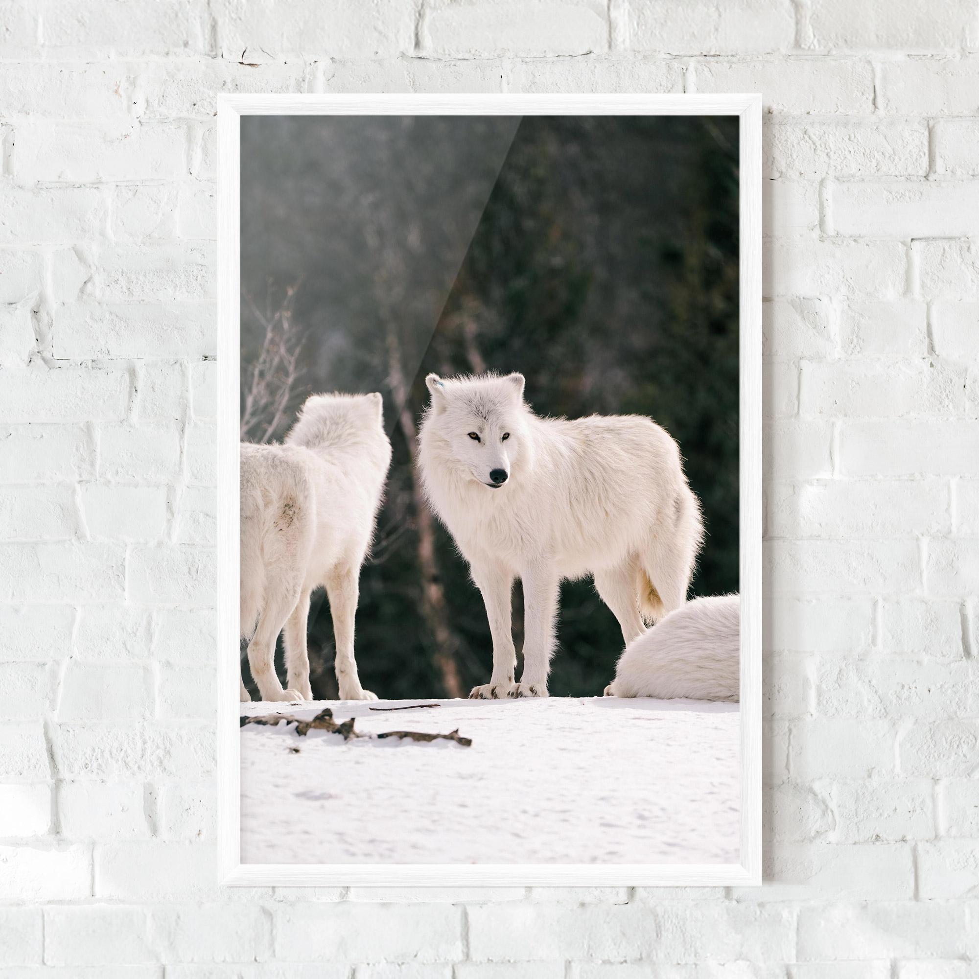 Plakat w Ramie White Wolf Waiting mockup 0